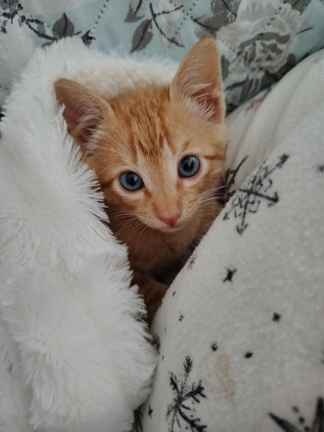 Tyson, a ADOPTABLE Domestic Short Hair in Terrell, TX image 4/4