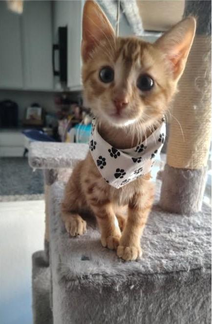Tyson, ADOPTABLE, Kitten Male Domestic Short Hair.