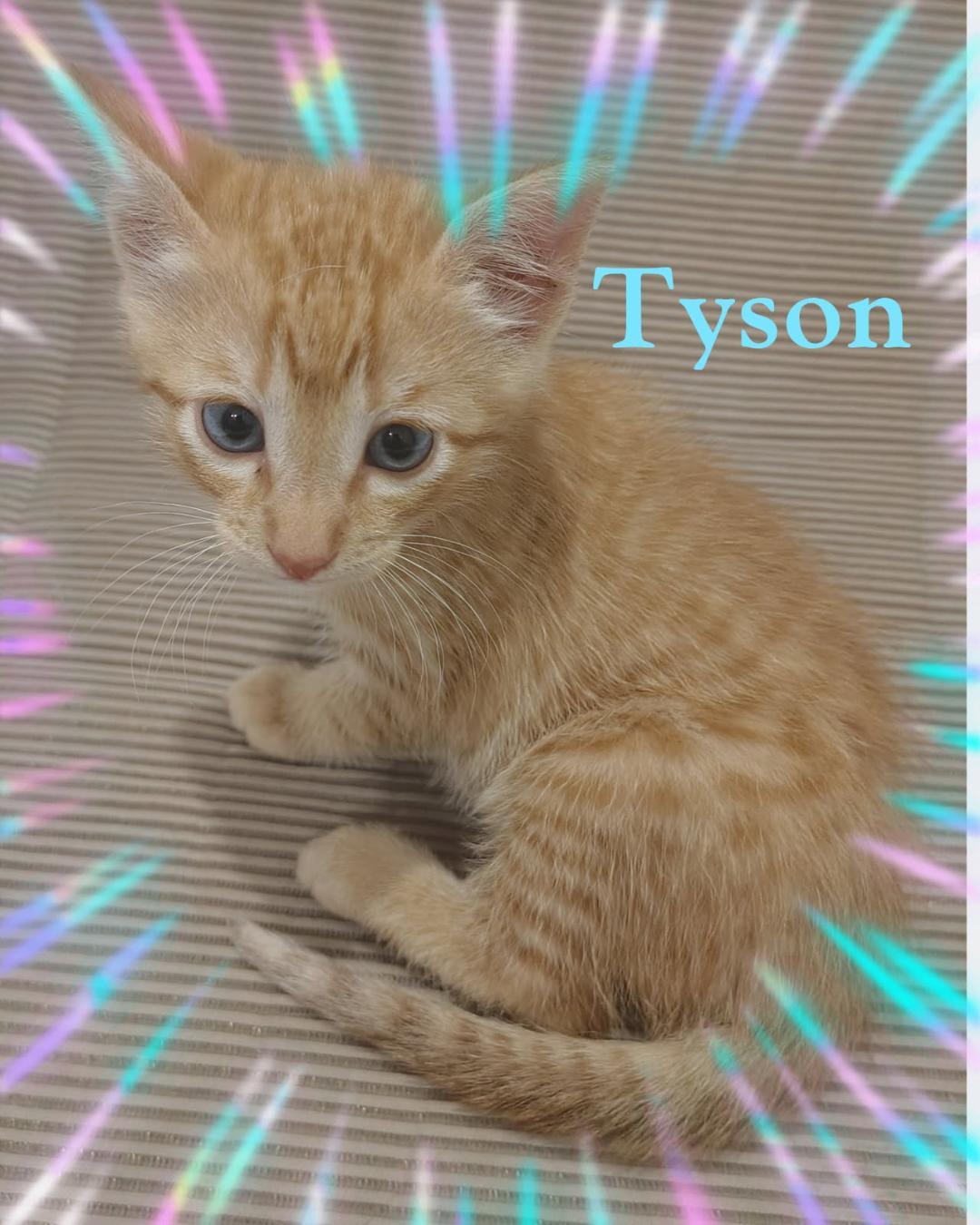 Tyson, a ADOPTABLE Domestic Short Hair in Terrell, TX image 2/4