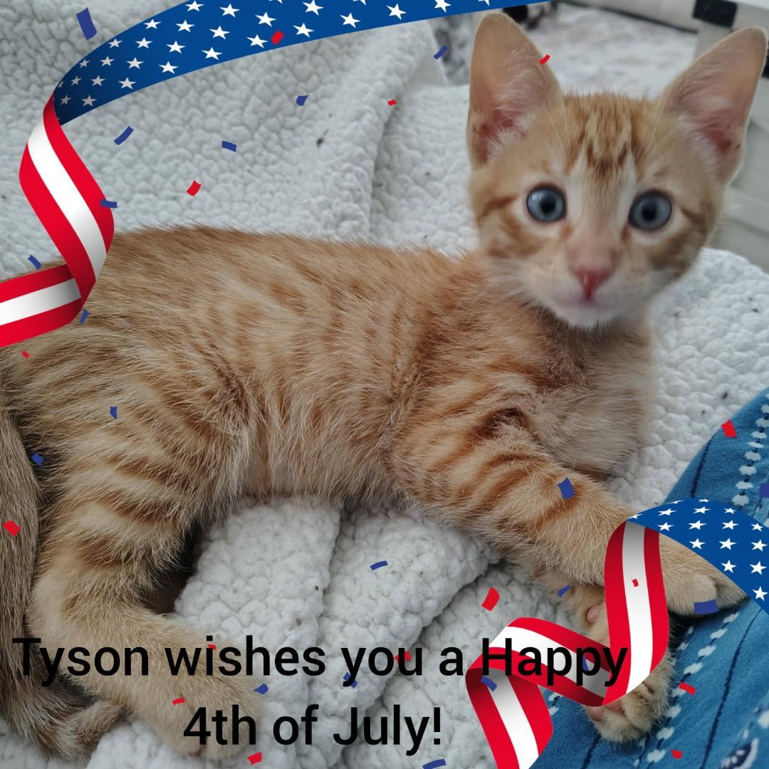 Tyson, ADOPTABLE, Kitten Male Domestic Short Hair.