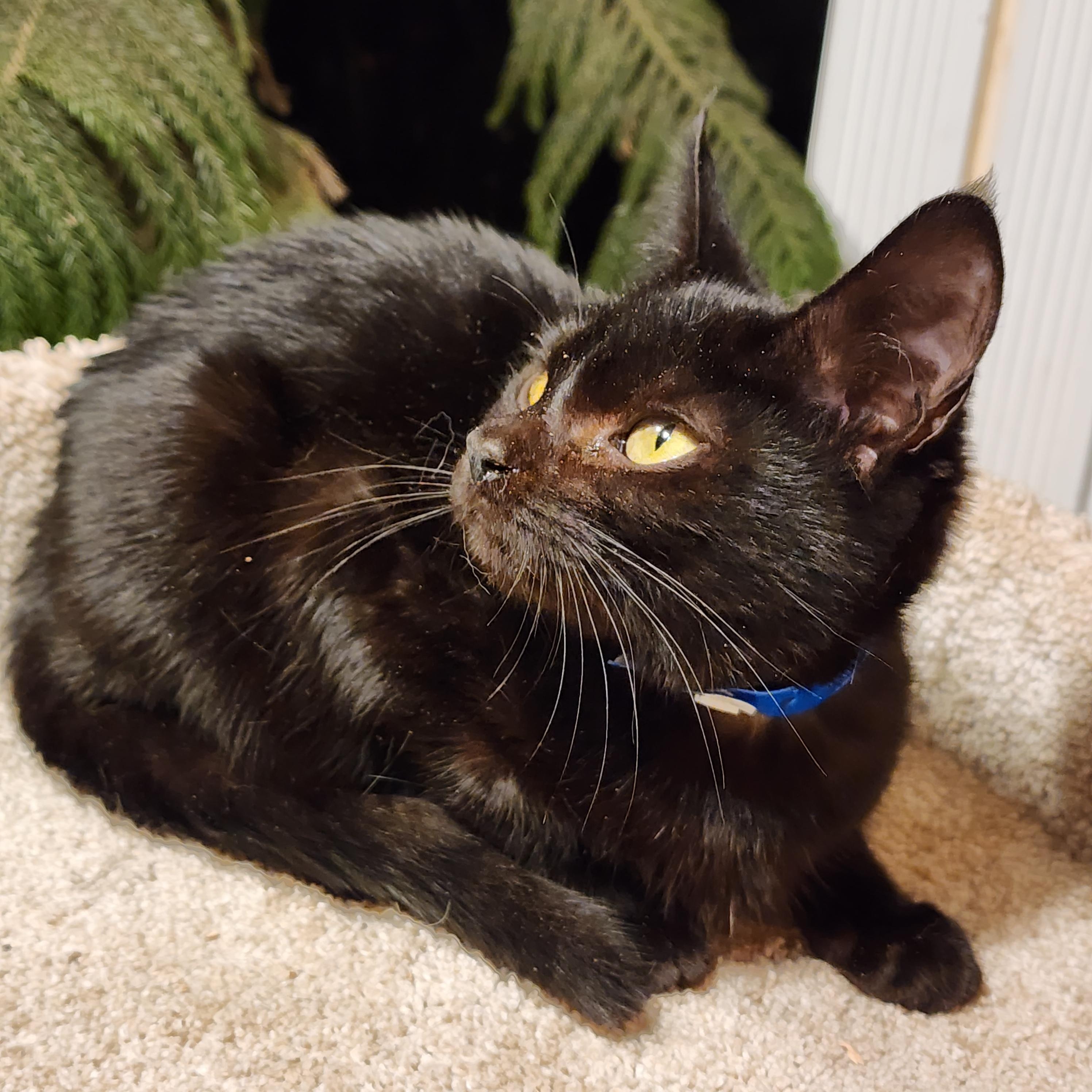 SIRIUS BLACK, an adopted Bombay in Danbury, CT image 4/6