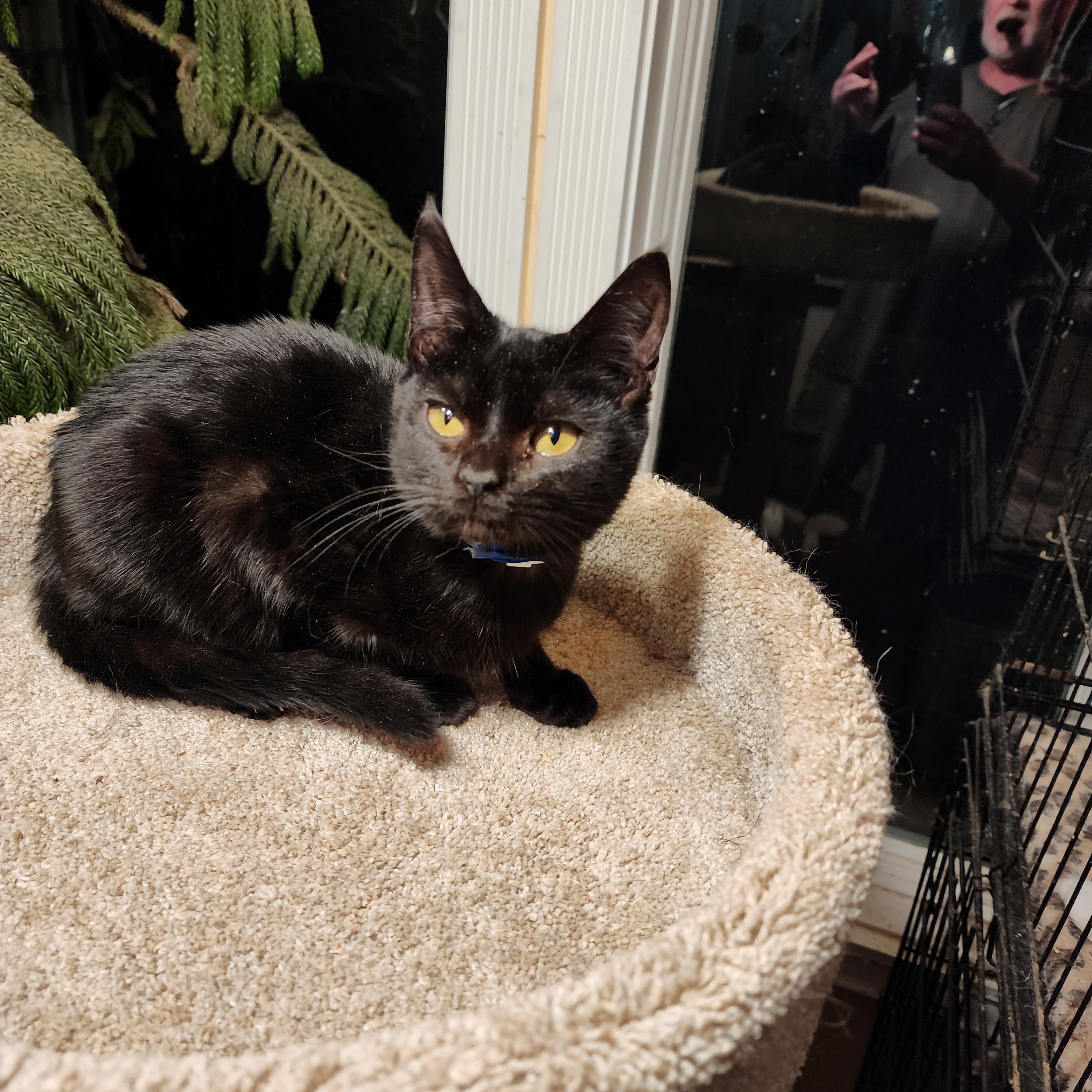 SIRIUS BLACK, an adopted Bombay in Danbury, CT image 3/6