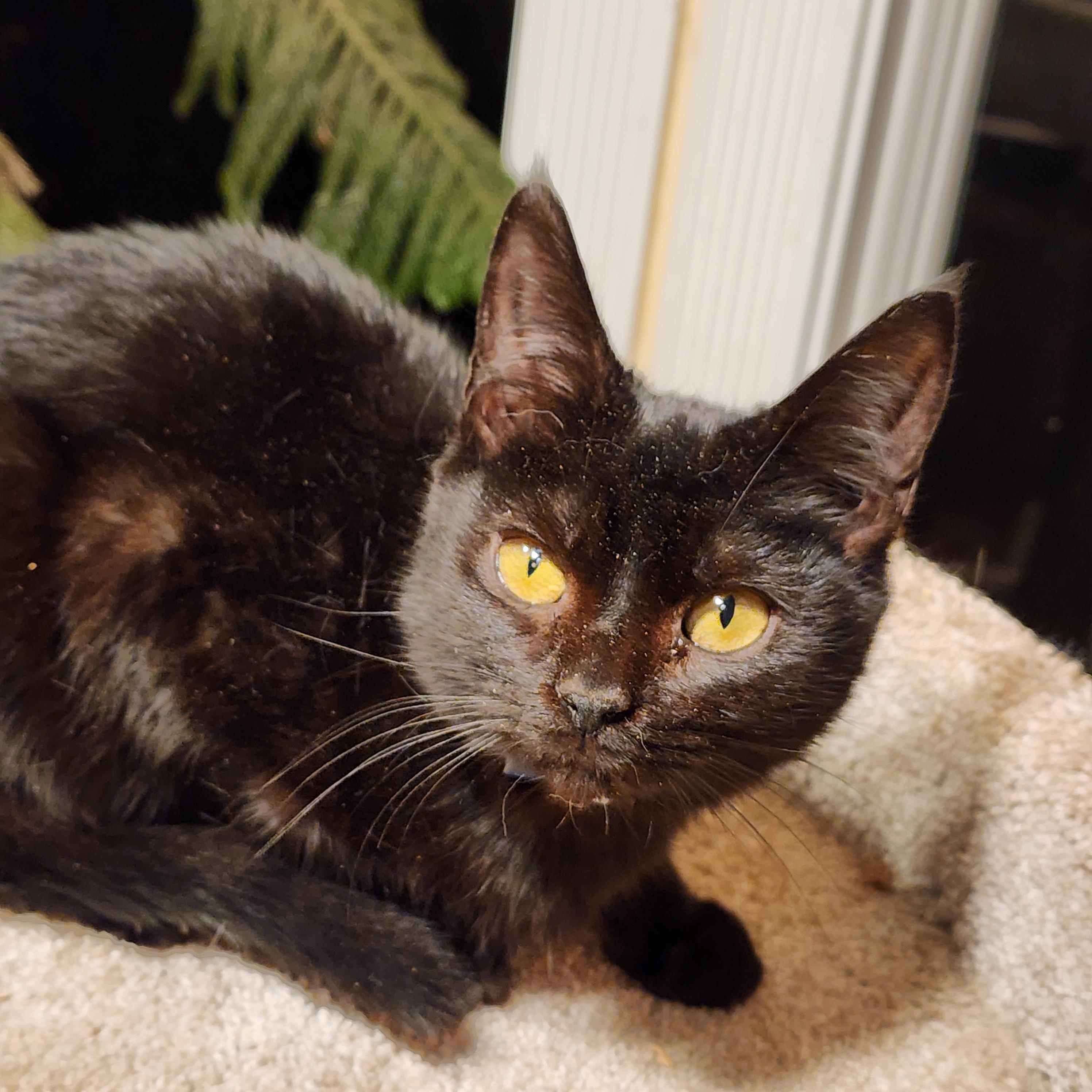 SIRIUS BLACK, an adopted Bombay in Danbury, CT image 6/6