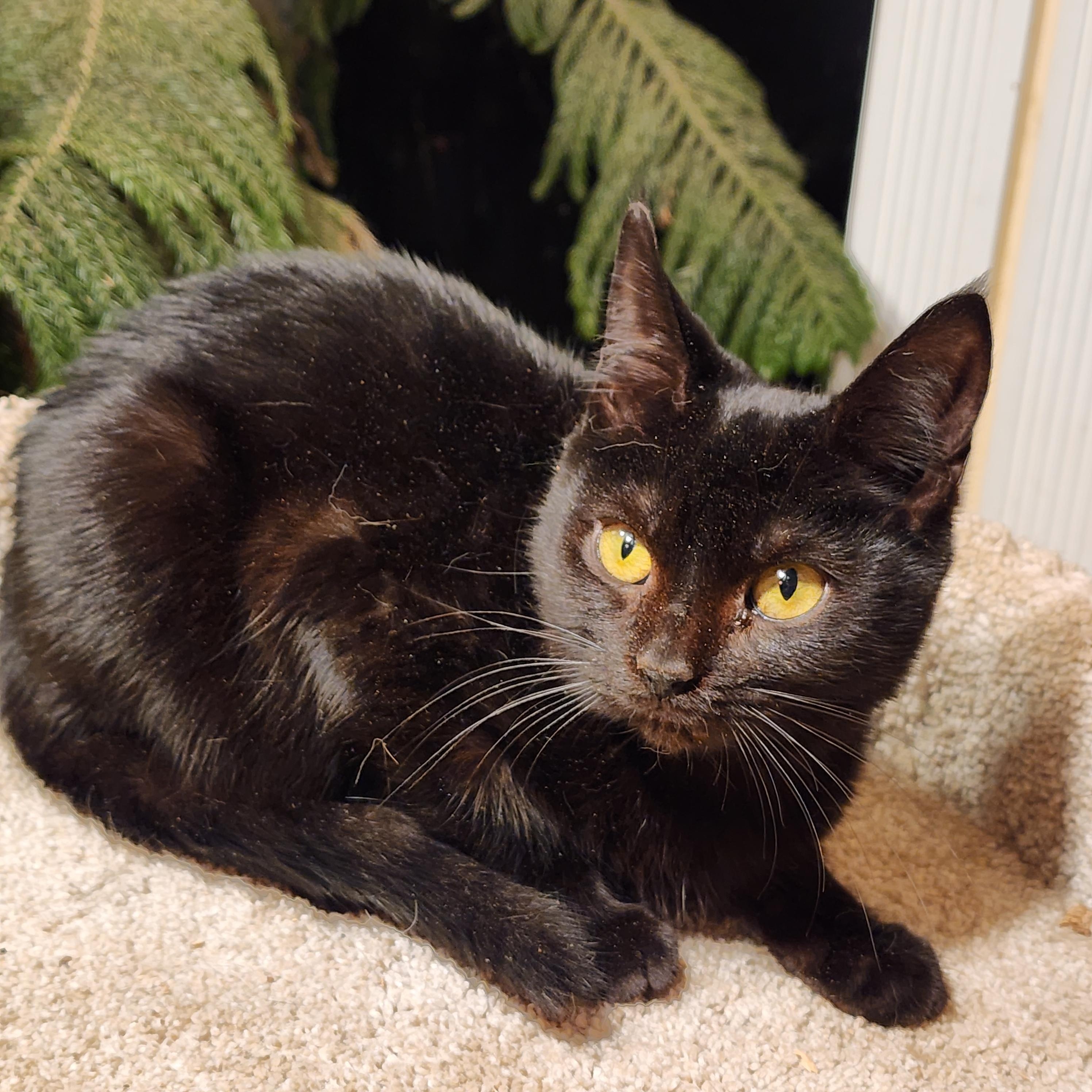 SIRIUS BLACK, an adopted Bombay in Danbury, CT image 5/6