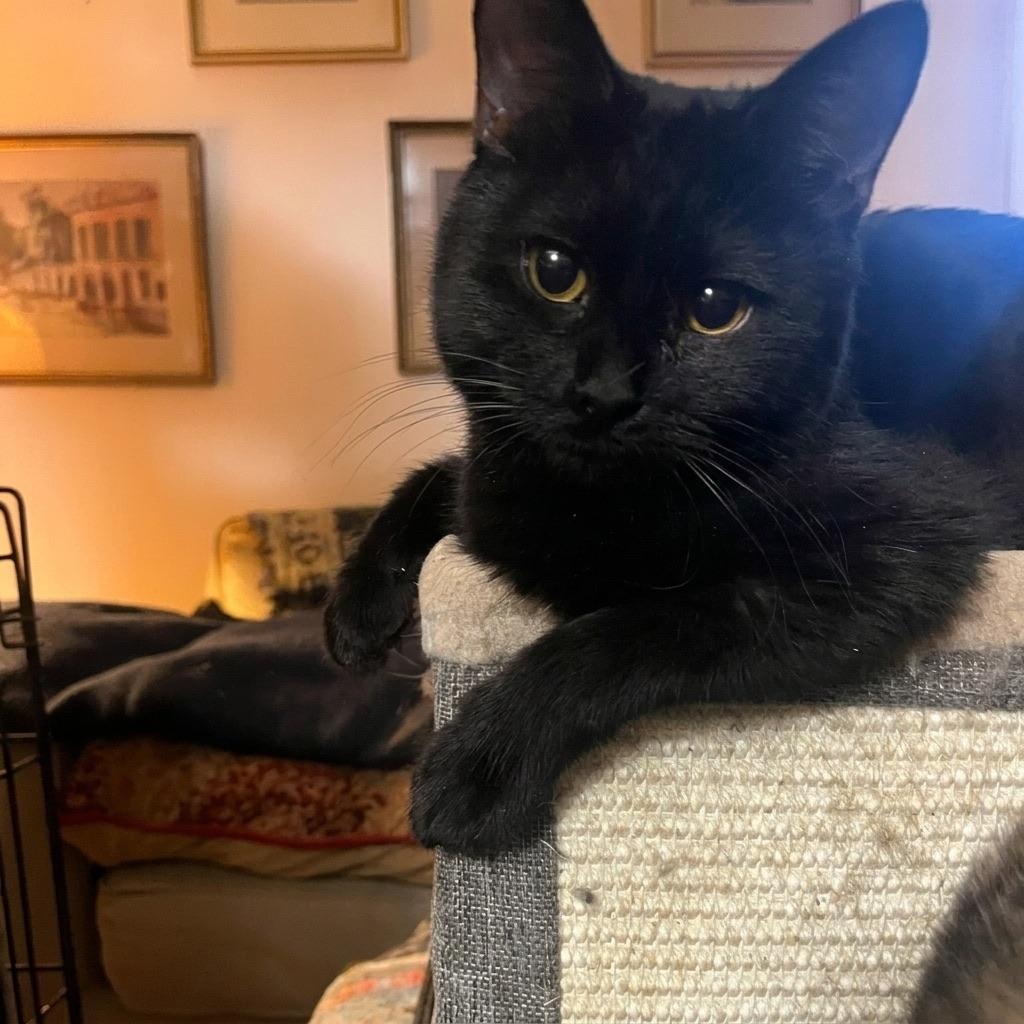SIRIUS BLACK, an adopted Bombay in Danbury, CT image 2/6