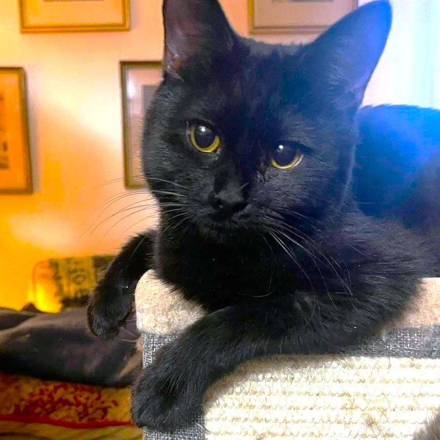 SIRIUS BLACK, adopted, Kitten Male Bombay.