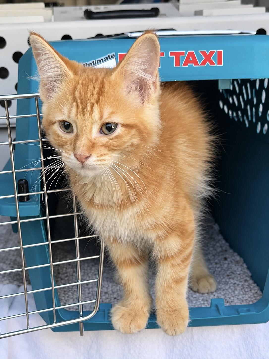 Enlarge Cheeto, a Adopted mixed breed in Saginaw, MI image 2/2