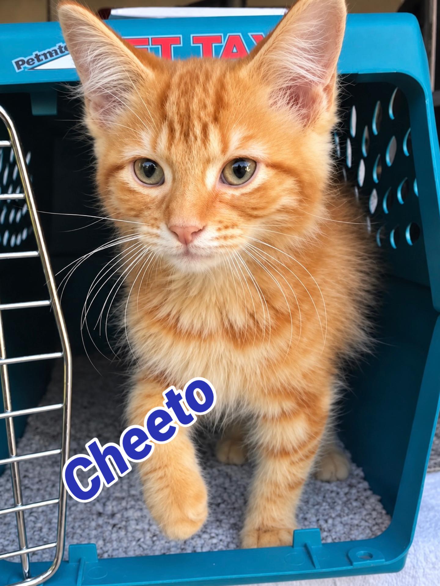 Enlarge Cheeto, a Adopted mixed breed in Saginaw, MI image 1/2