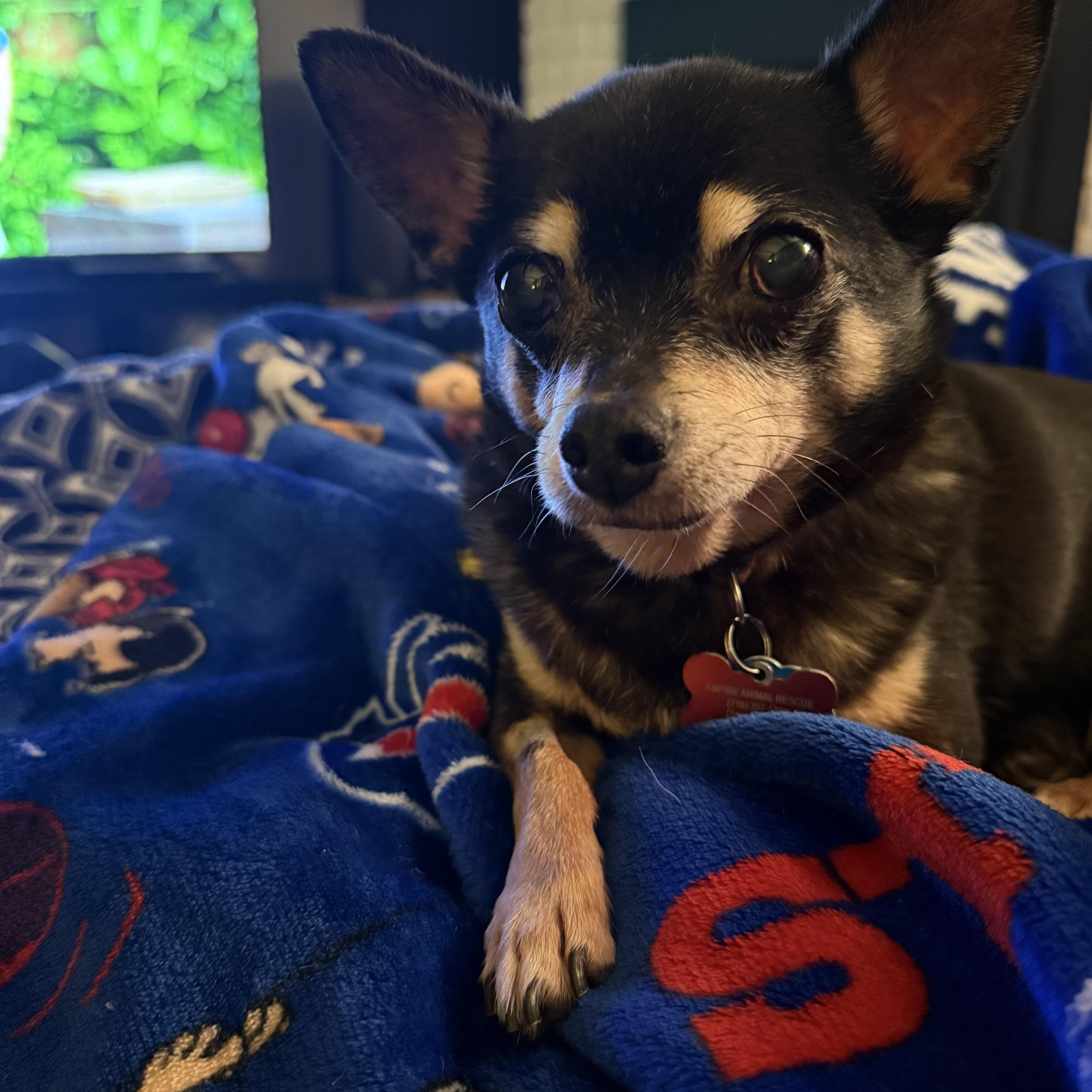 Enlarge Pepe, an adopted Chihuahua in Salamanca, NY image 2/5