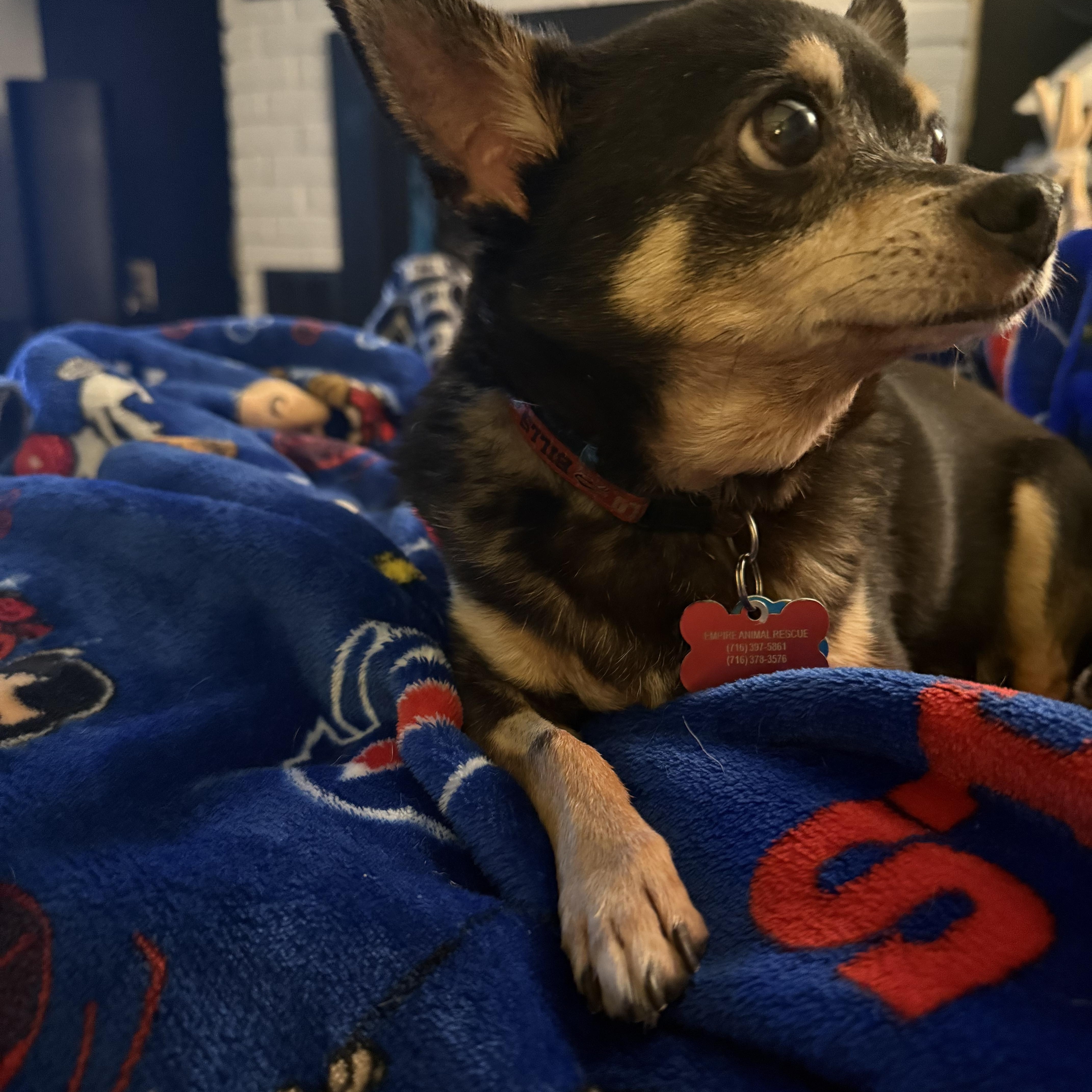 Enlarge Pepe, an adopted Chihuahua in Salamanca, NY image 3/5