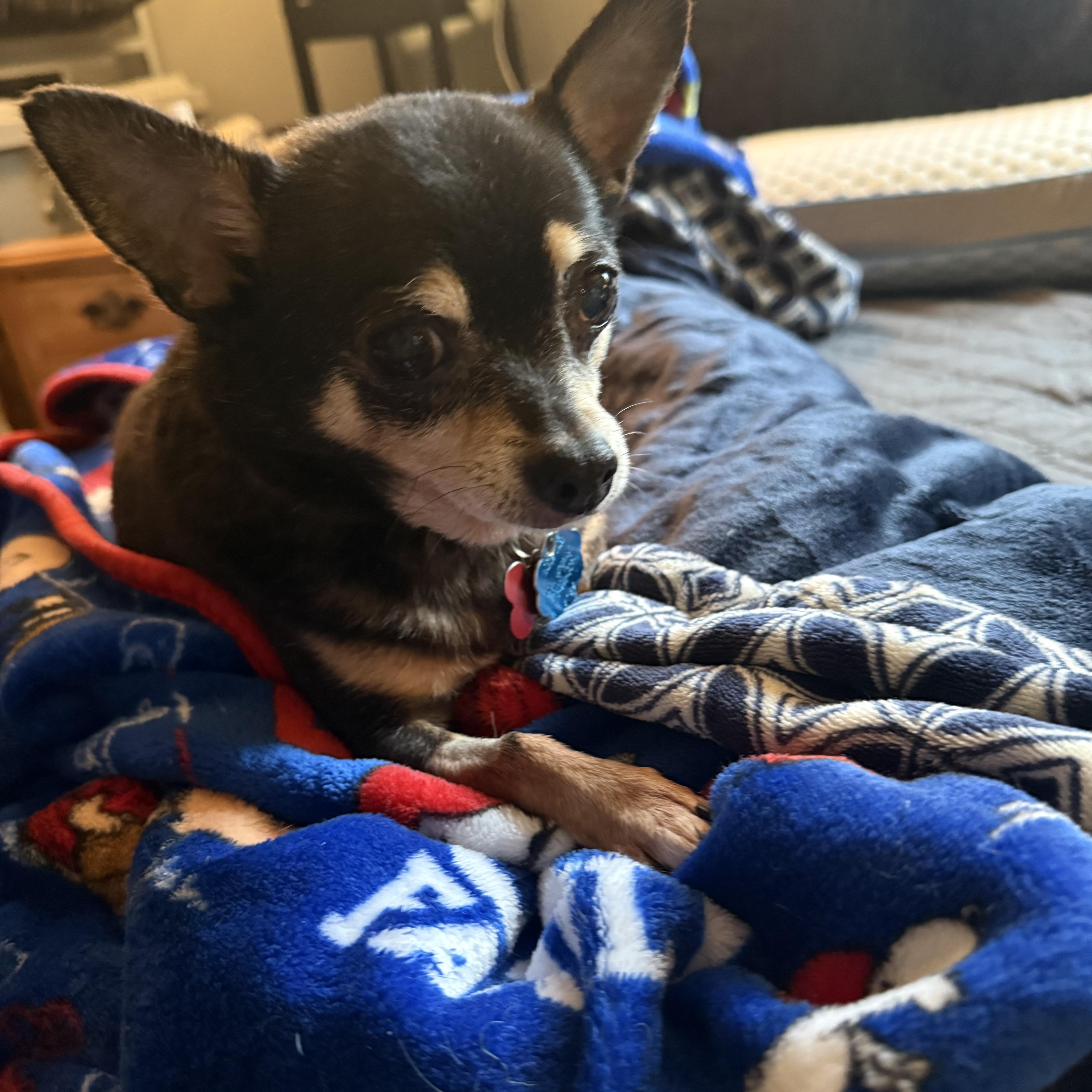 Enlarge Pepe, an adopted Chihuahua in Salamanca, NY image 5/5