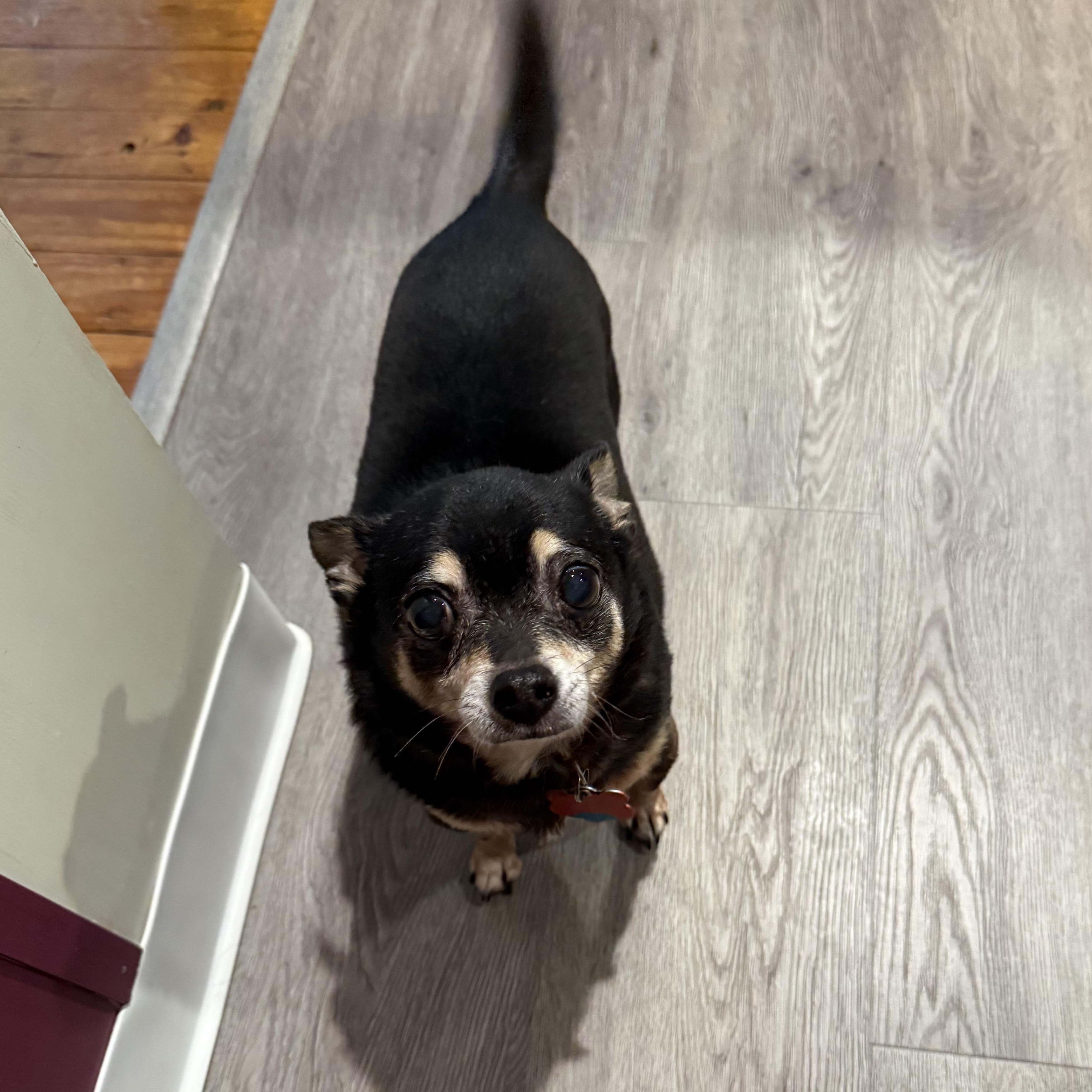 Enlarge Pepe, an adopted Chihuahua in Salamanca, NY image 4/5