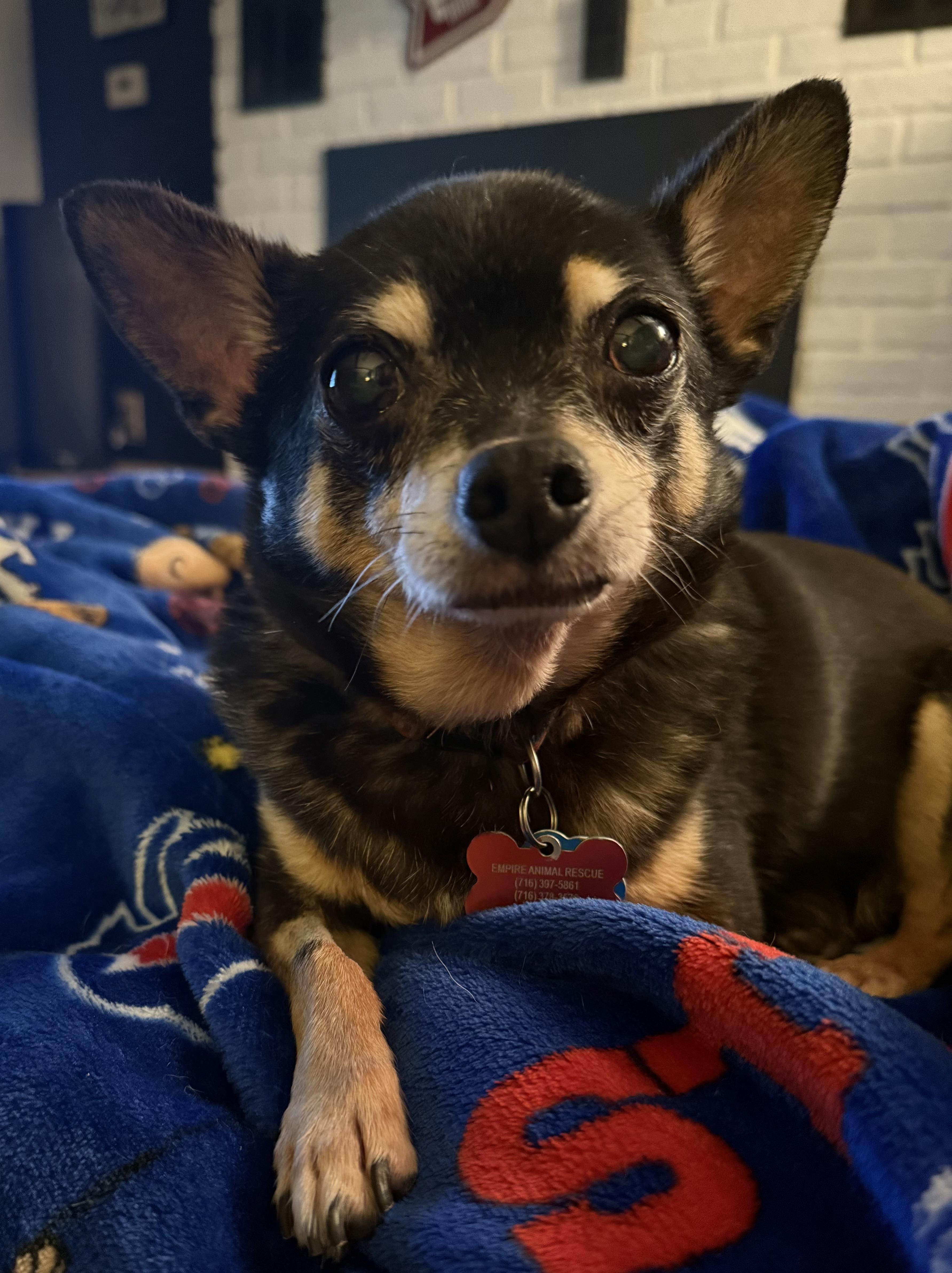 Pepe, adopted, Senior Male Chihuahua.