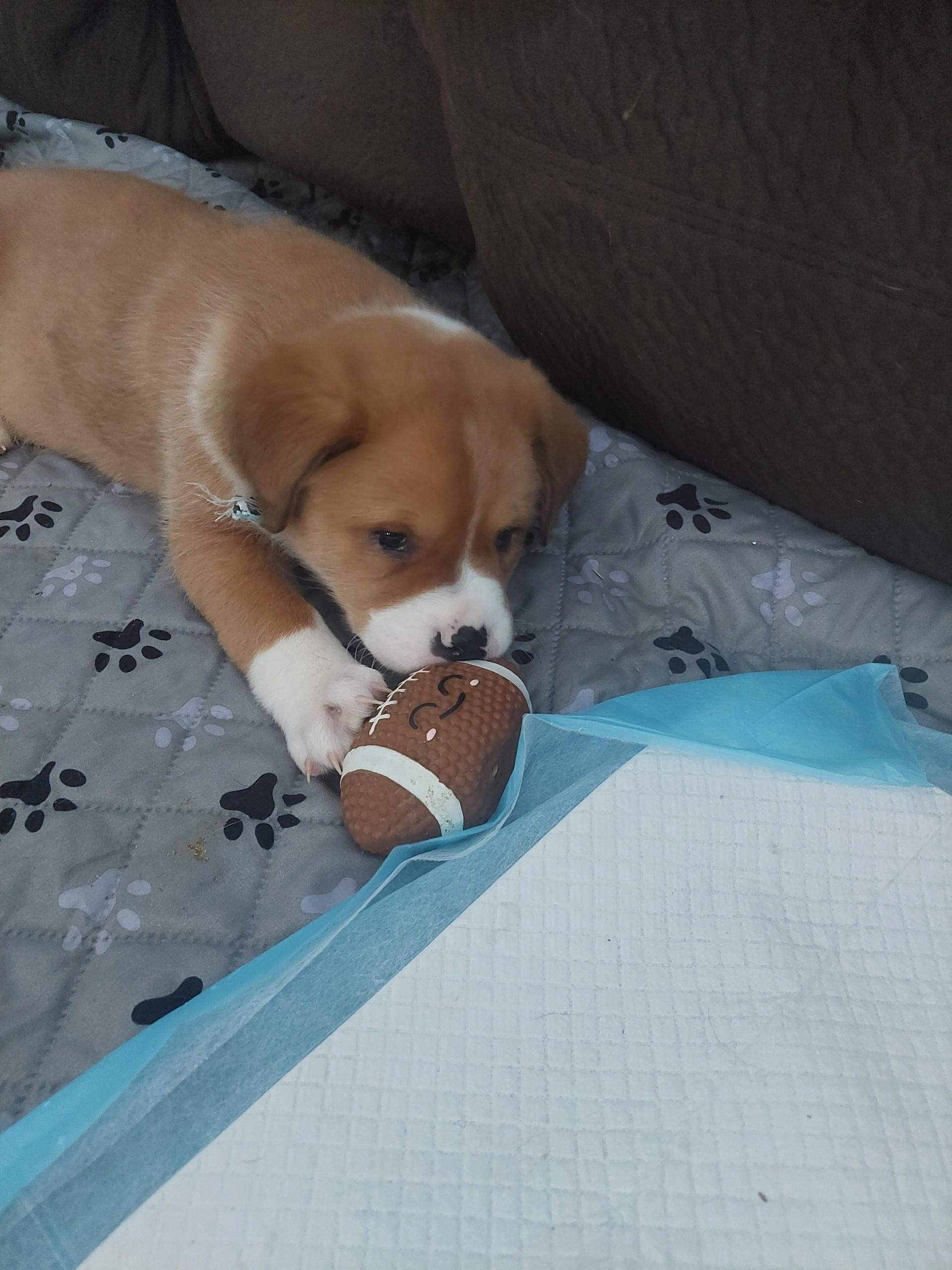 Maple, adopted, Puppy Female Labrador Retriever & Labradoodle.