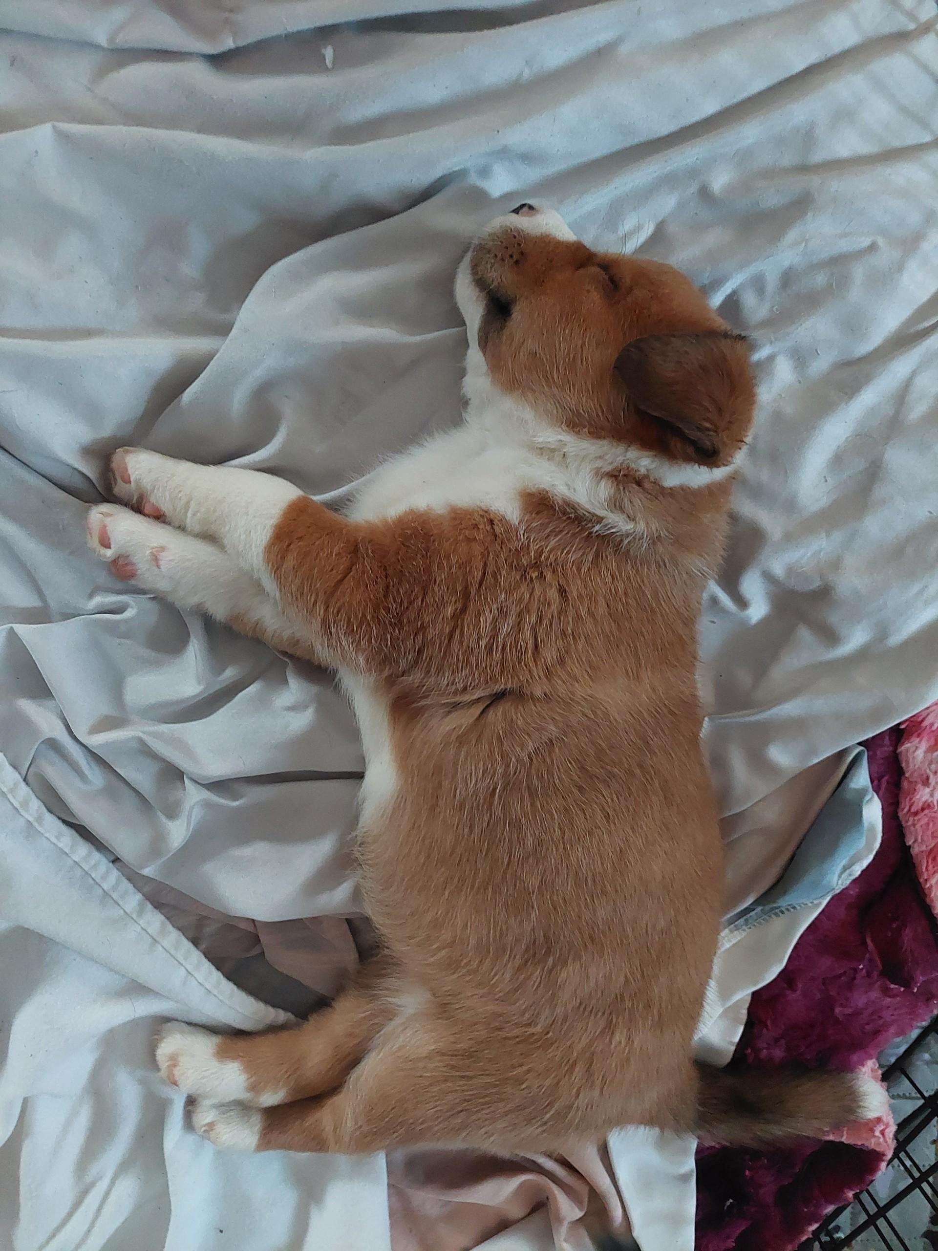 Enlarge Maple, an adopted mixed breed in Winter, WI image 2/2