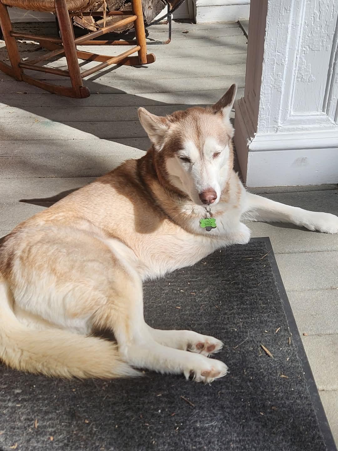 Enlarge Ceara, a Adopted Siberian Husky in Hagaman, NY image 3/4