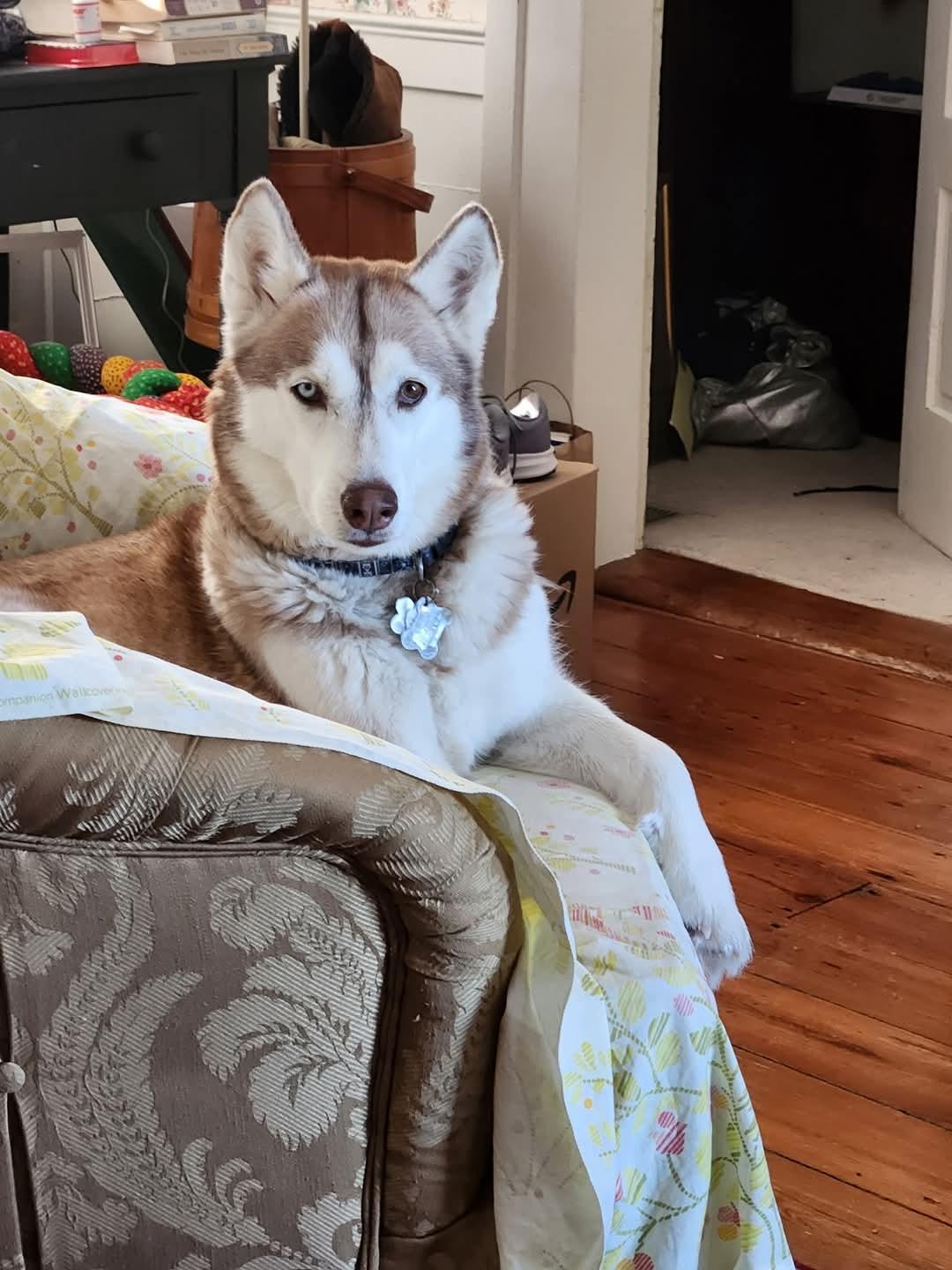 Enlarge Ceara, a Adopted Siberian Husky in Hagaman, NY image 1/4