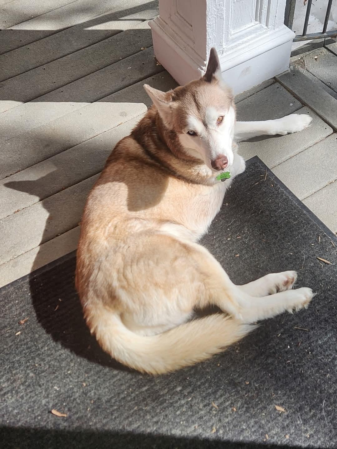 Enlarge Ceara, a Adopted Siberian Husky in Hagaman, NY image 4/4