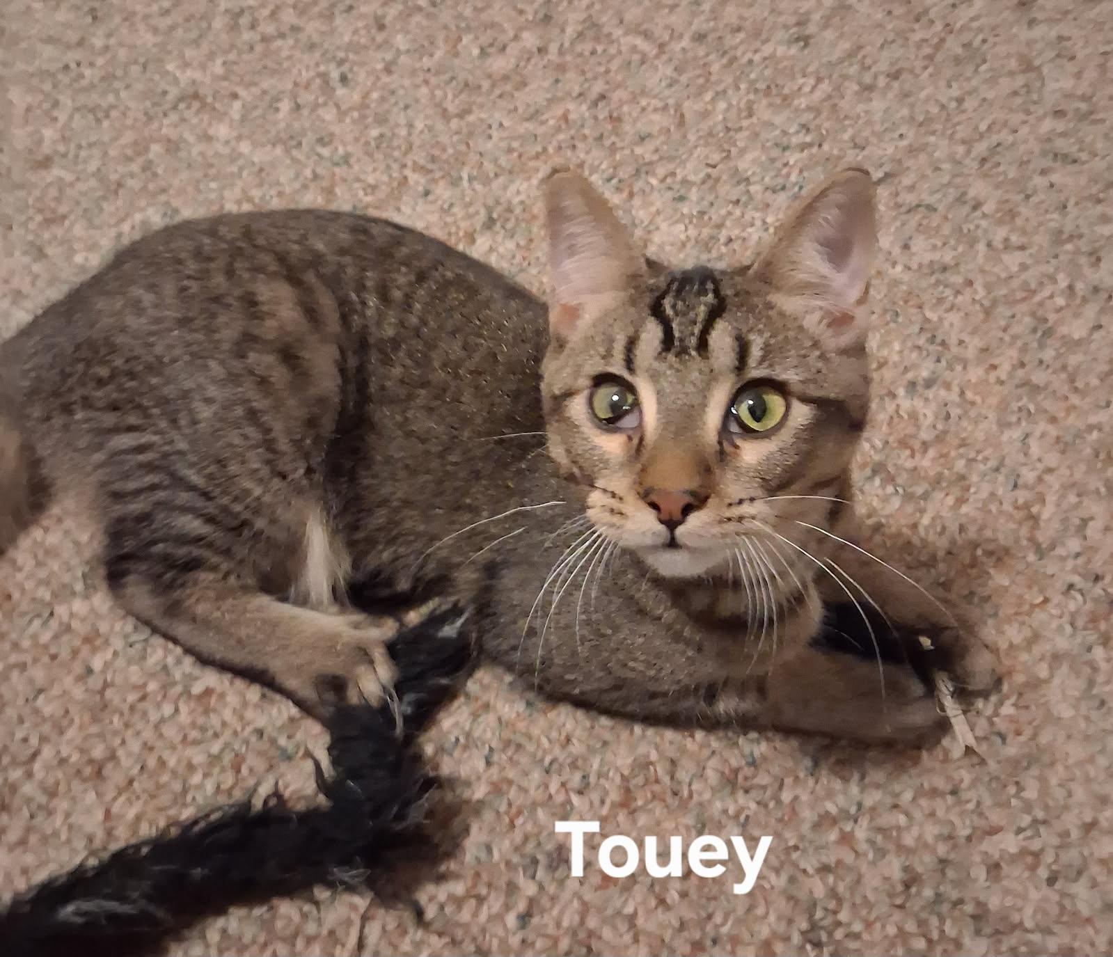 Enlarge Weeble & Touey, a ADOPTABLE Domestic Short Hair in Highland, IN image 2/3