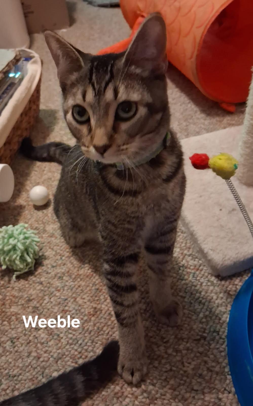 Weeble & Touey, ADOPTABLE, Kitten Male Domestic Short Hair.