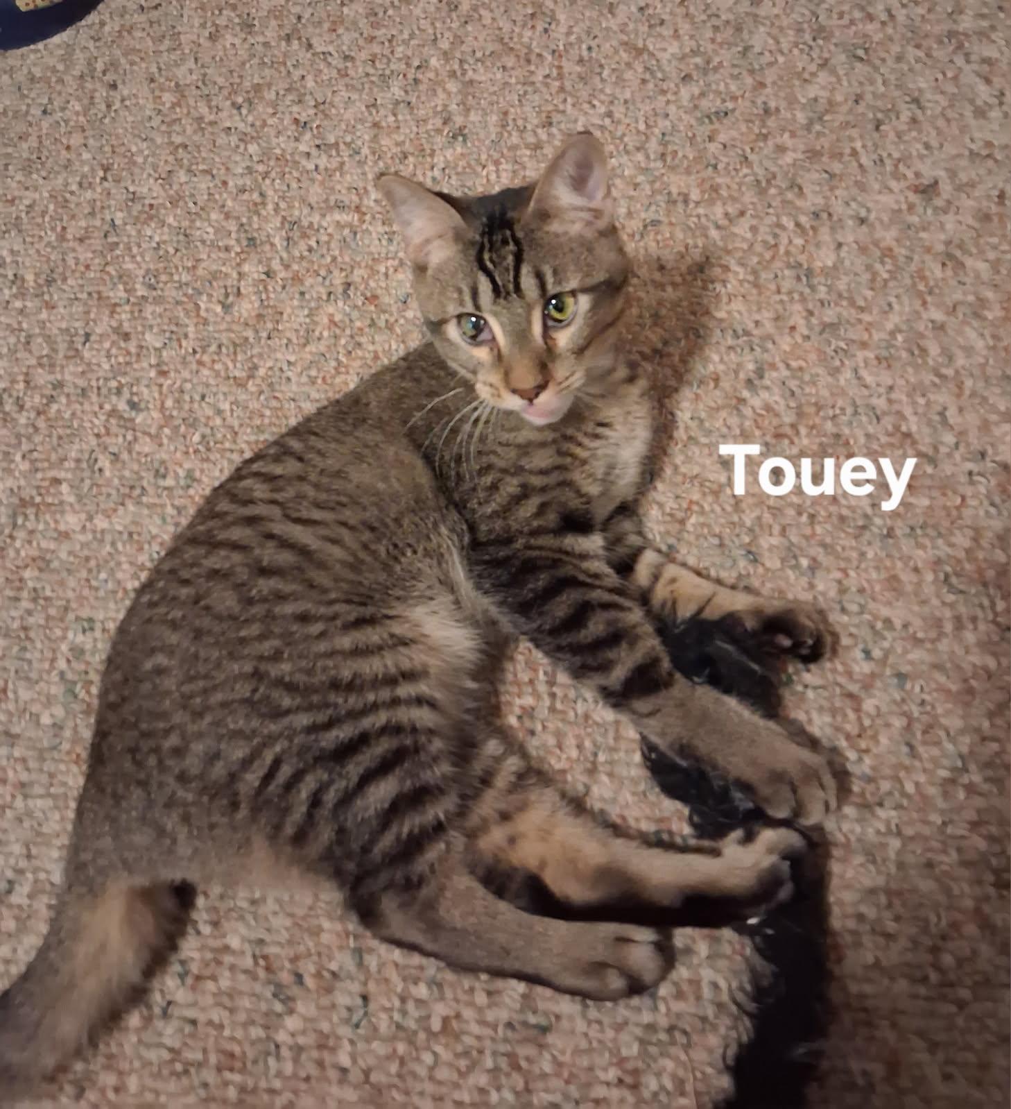 Enlarge Weeble & Touey, a ADOPTABLE Domestic Short Hair in Highland, IN image 3/3