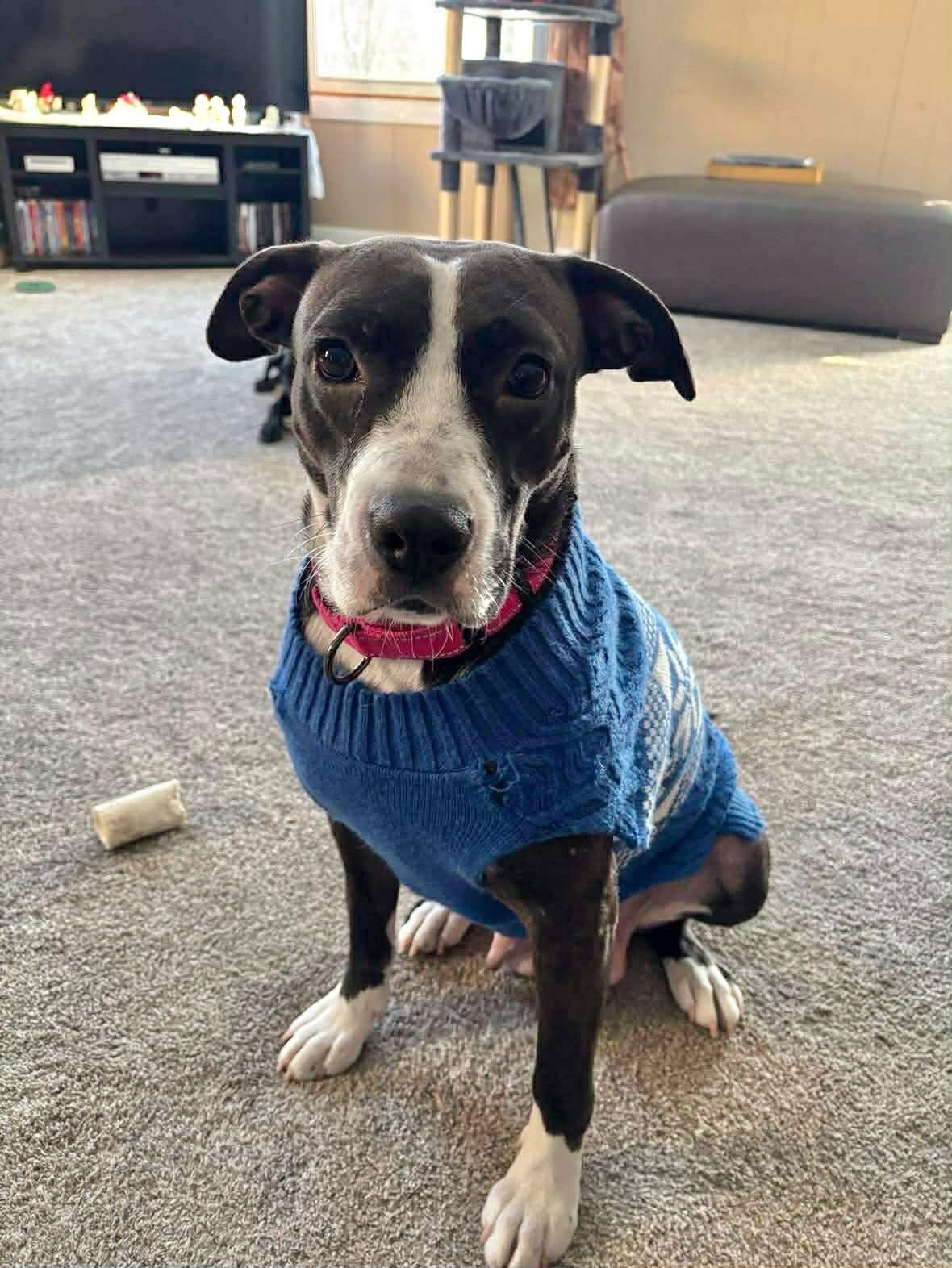 Sweetie, Adoptable, Young Female Hound.