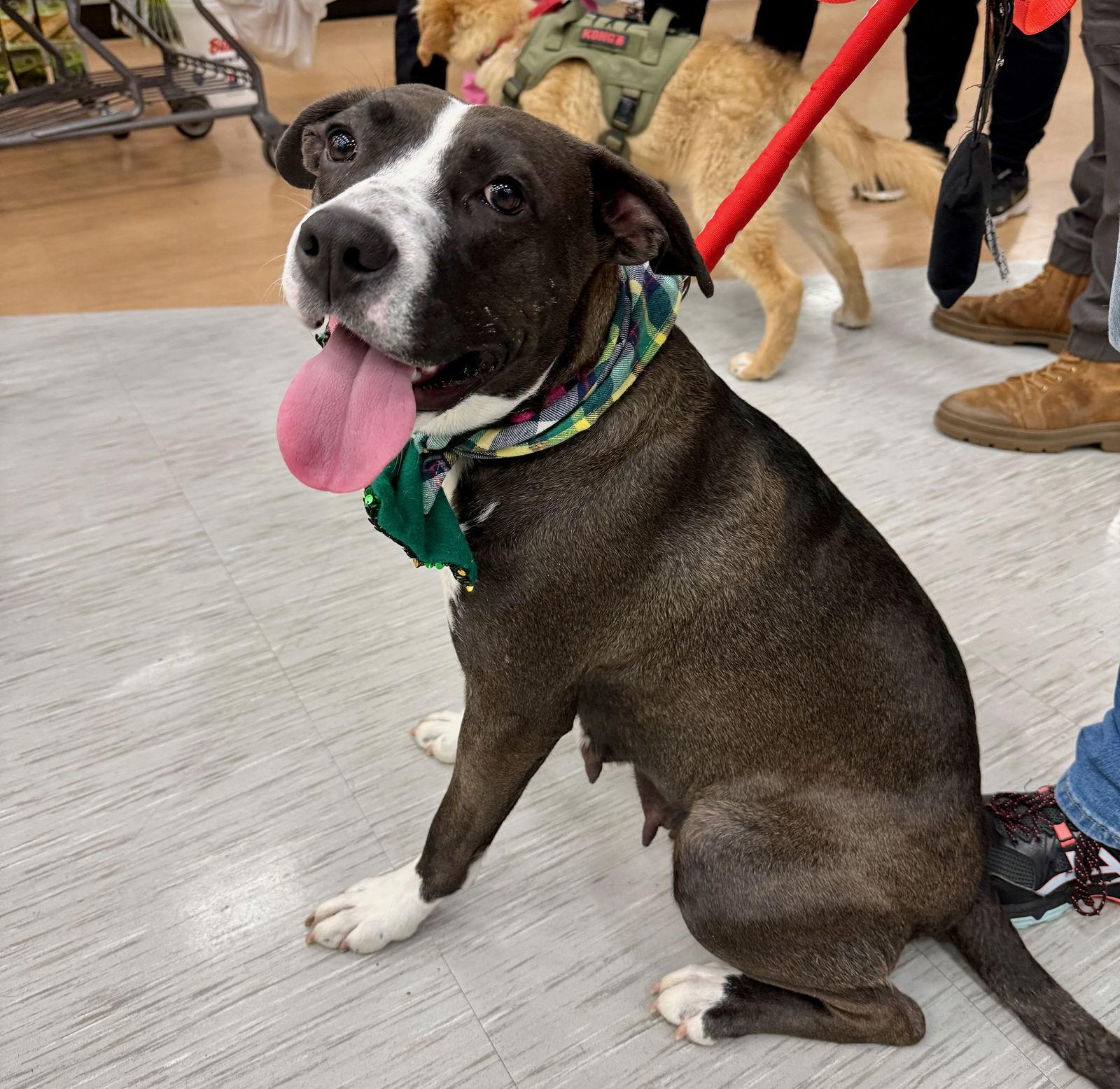 Enlarge Sweetie, a Adoptable Hound in GILBERTS, IL image 2/3