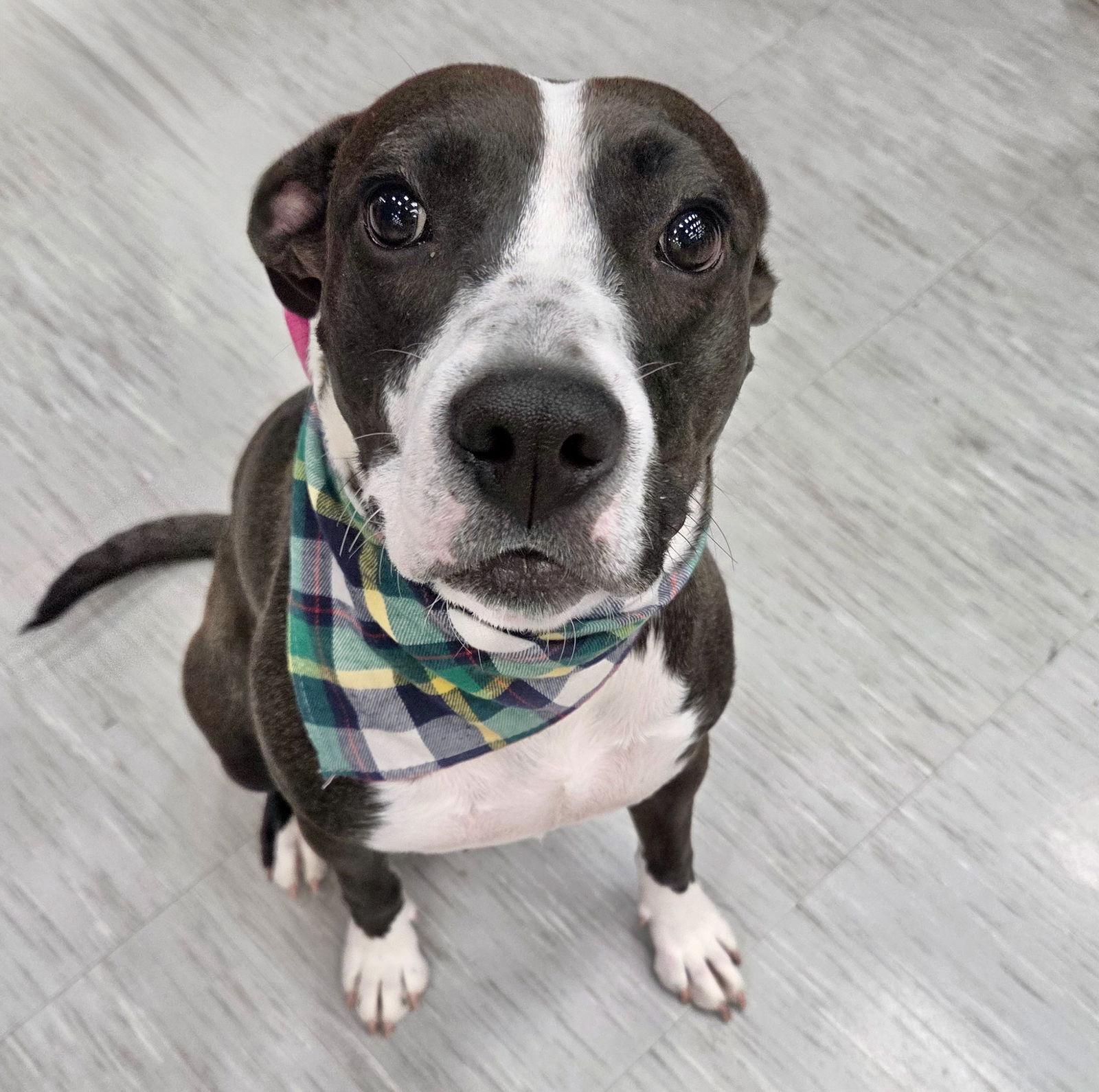 Enlarge Sweetie, a Adoptable Hound in GILBERTS, IL image 3/3