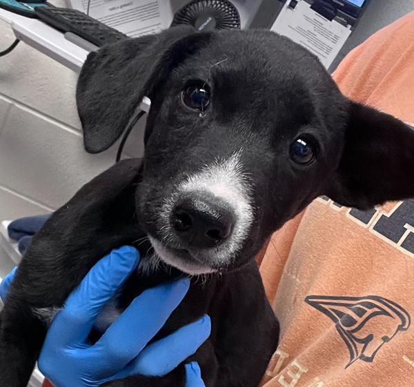 Jack, Adoptable, Puppy Male Labrador Retriever.