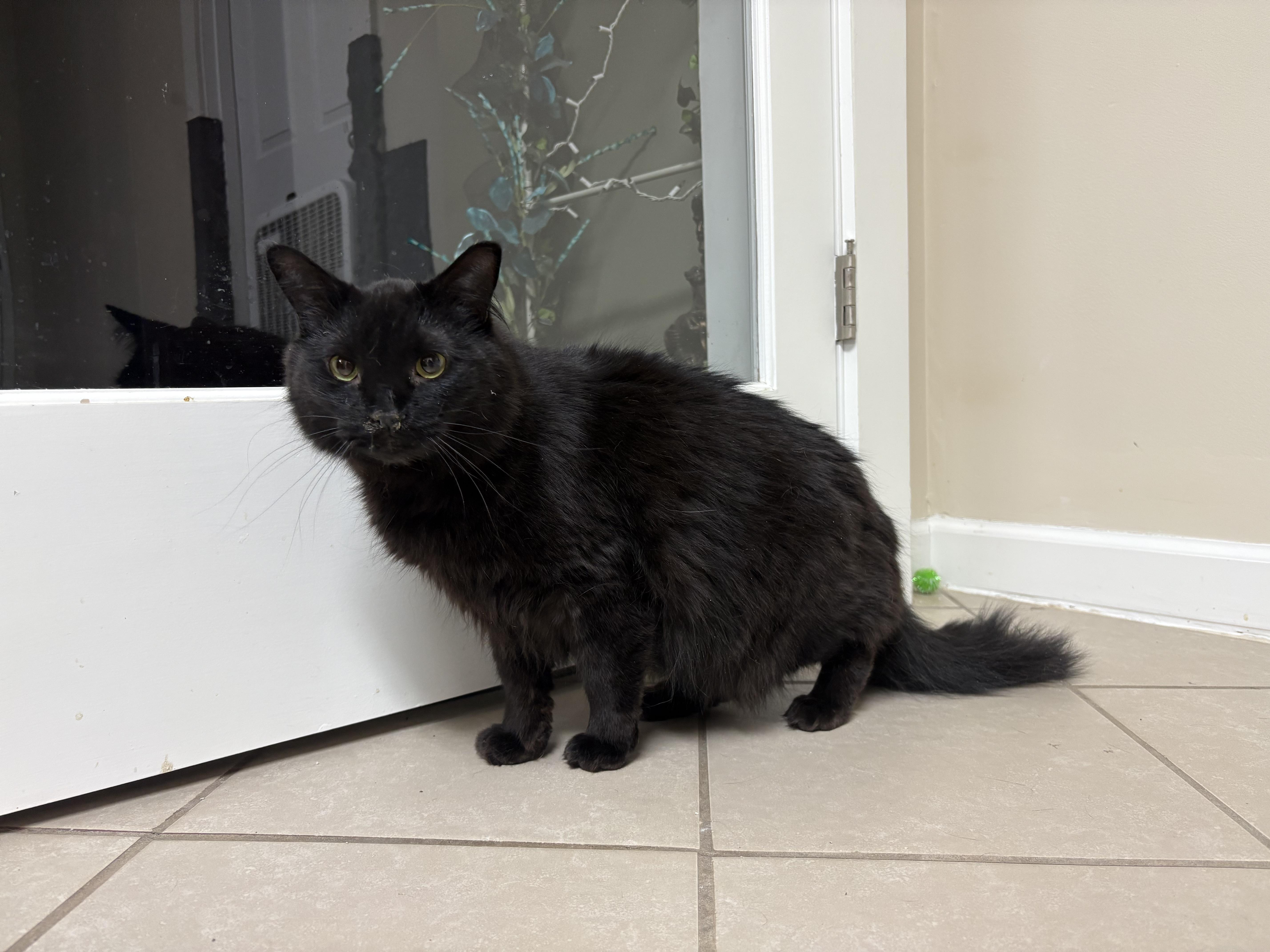 Draco, a Adoptable Domestic Long Hair in New Baltimore, MI image 1/3