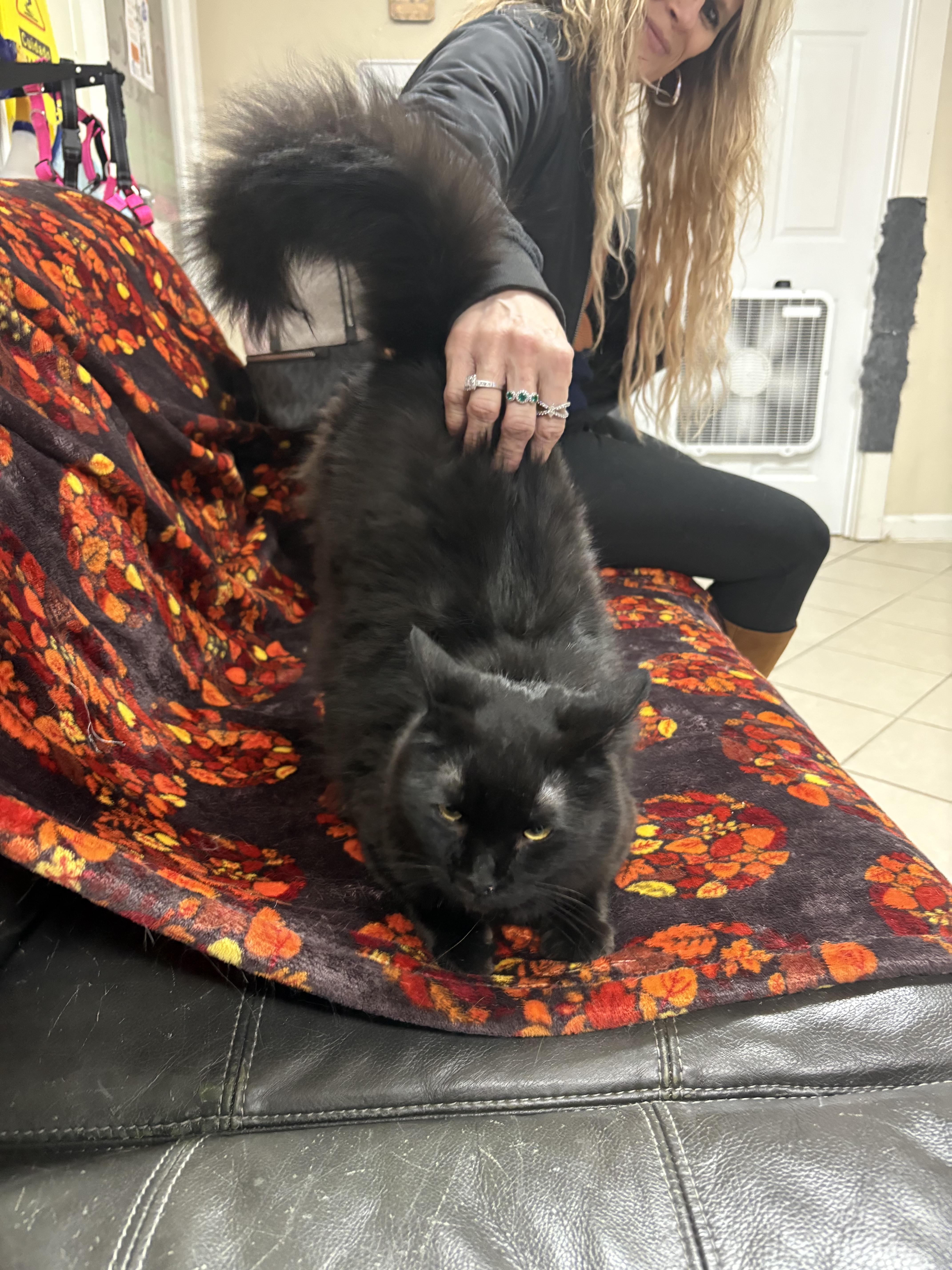 Draco, a Adoptable Domestic Long Hair in New Baltimore, MI image 2/3