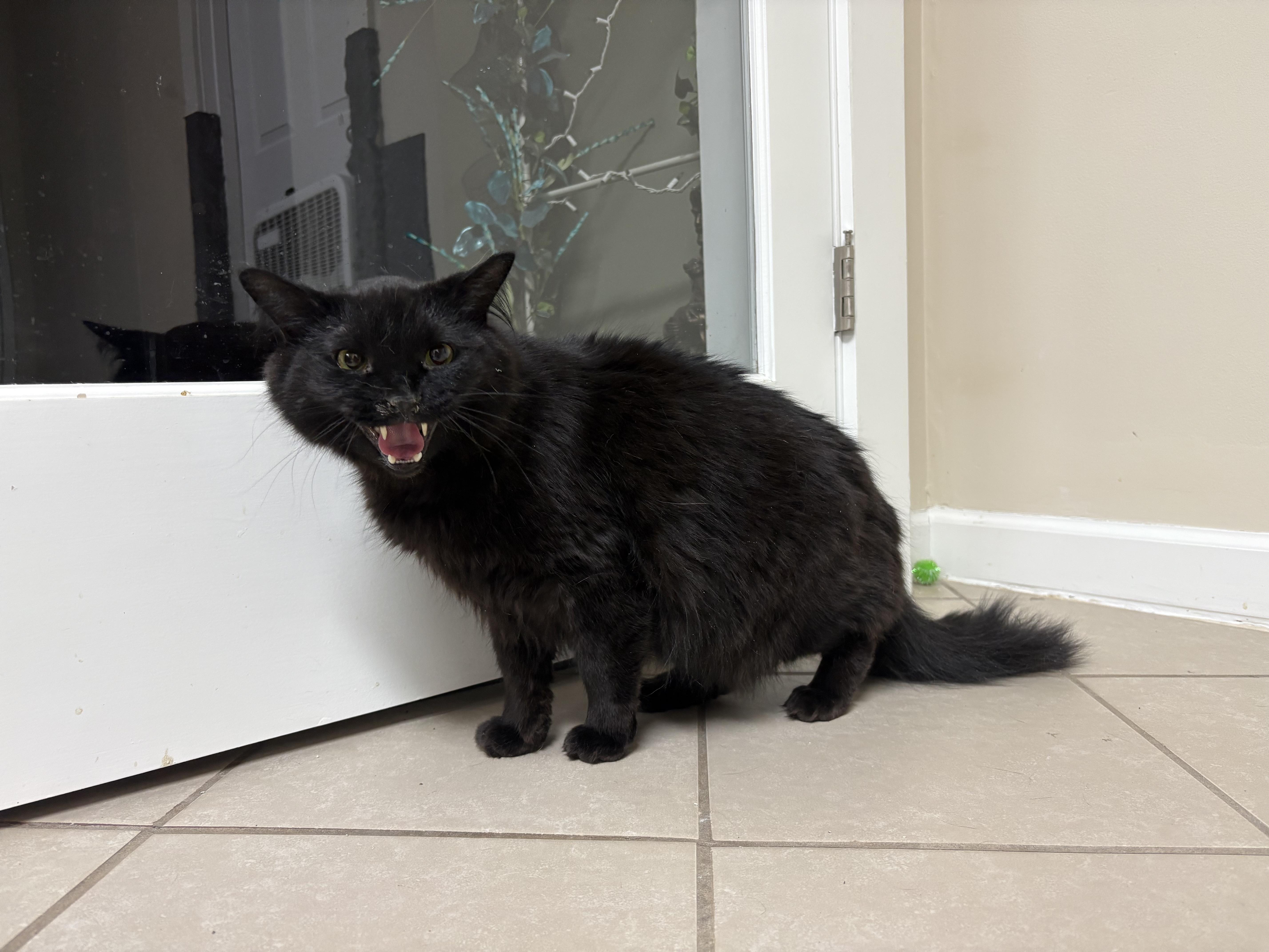 Draco, a Adoptable Domestic Long Hair in New Baltimore, MI image 3/3