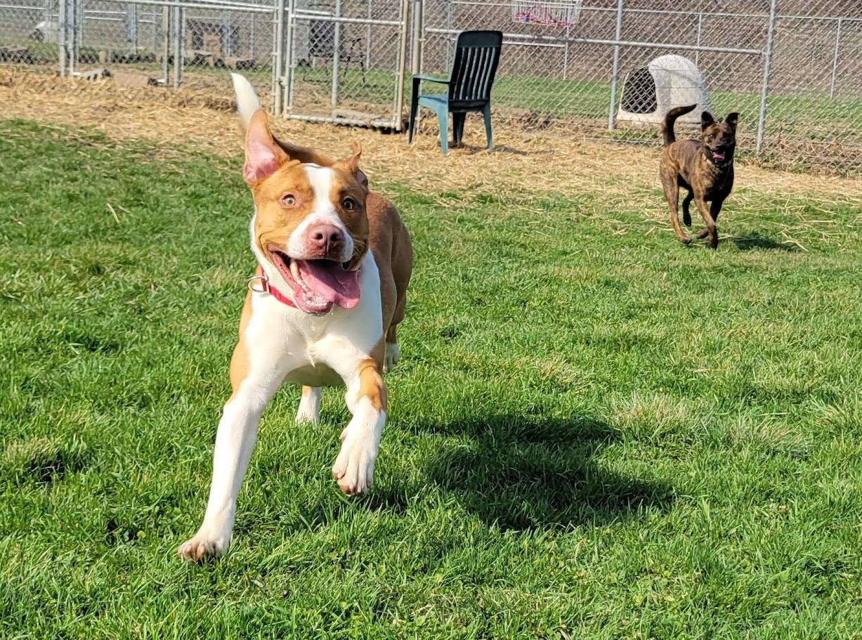 Enlarge Bristol, a ADOPTABLE mixed breed in Lisbon, OH image 6/6