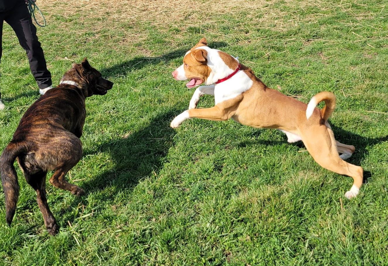 Enlarge Bristol, a ADOPTABLE mixed breed in Lisbon, OH image 5/6