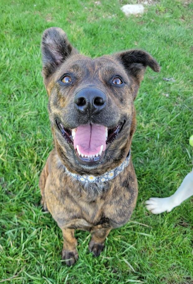 Enlarge Bristol, a ADOPTABLE mixed breed in Lisbon, OH image 2/6