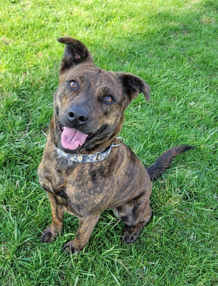 Enlarge Bristol, a ADOPTABLE mixed breed in Lisbon, OH image 1/6