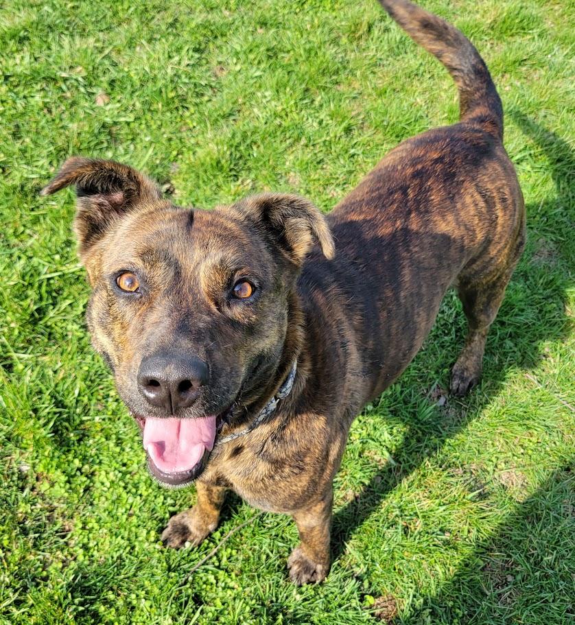 Enlarge Bristol, a ADOPTABLE mixed breed in Lisbon, OH image 3/6