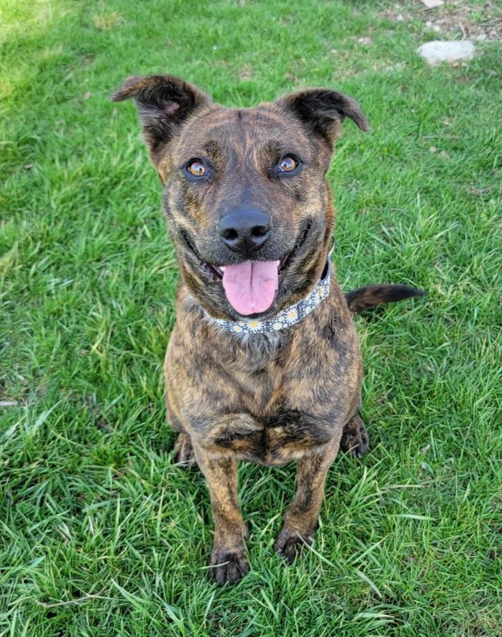 Enlarge Bristol, a ADOPTABLE mixed breed in Lisbon, OH image 4/6