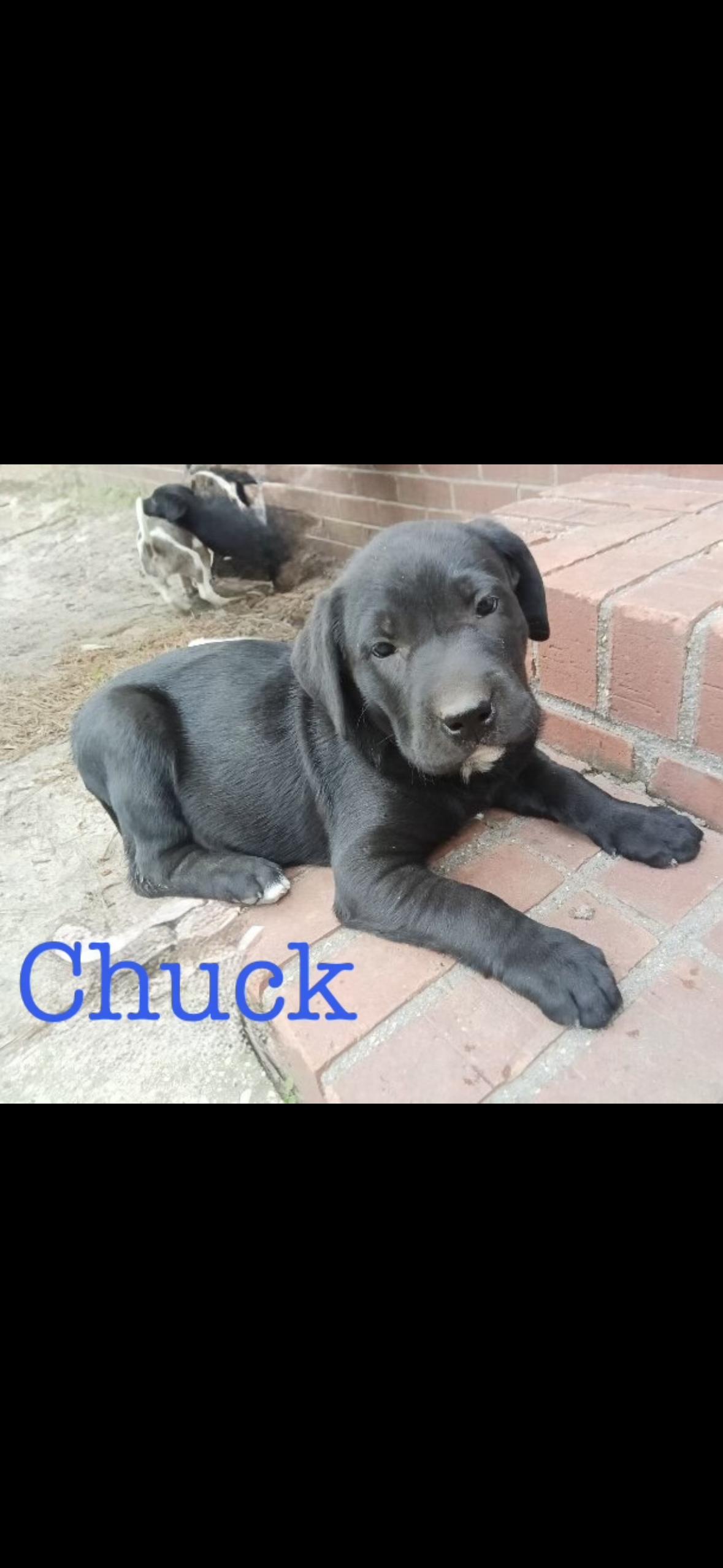 Enlarge Chuck, a Adoptable mixed breed in seaside heights, NJ image 1/2
