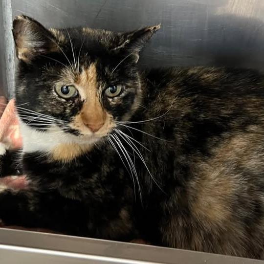 Enlarge Emily, a Adoptable Domestic Short Hair in Morgan Hill, CA image 1/1