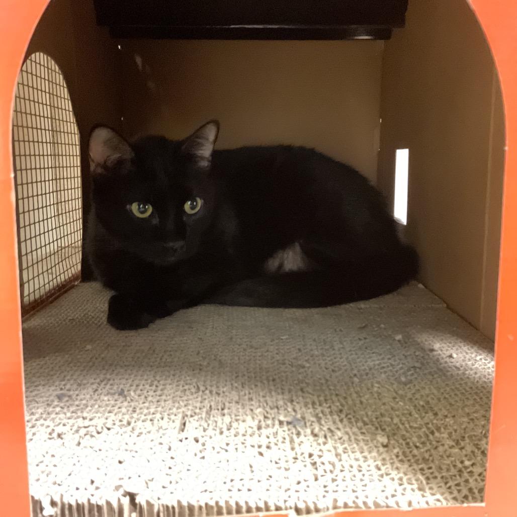 Panfur, Adoptable, Senior Male Domestic Short Hair.