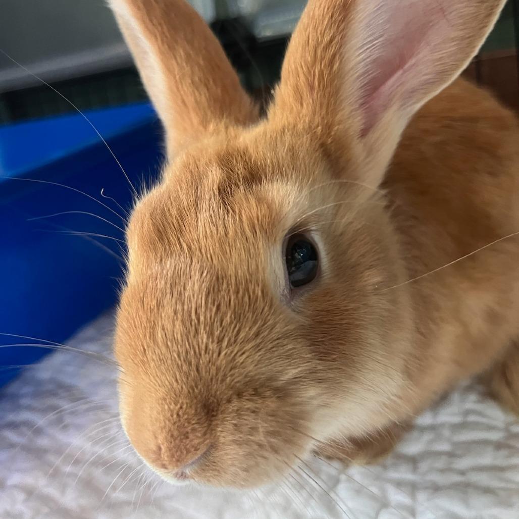 Pickles, Adoptable, Baby Female Bunny Rabbit.
