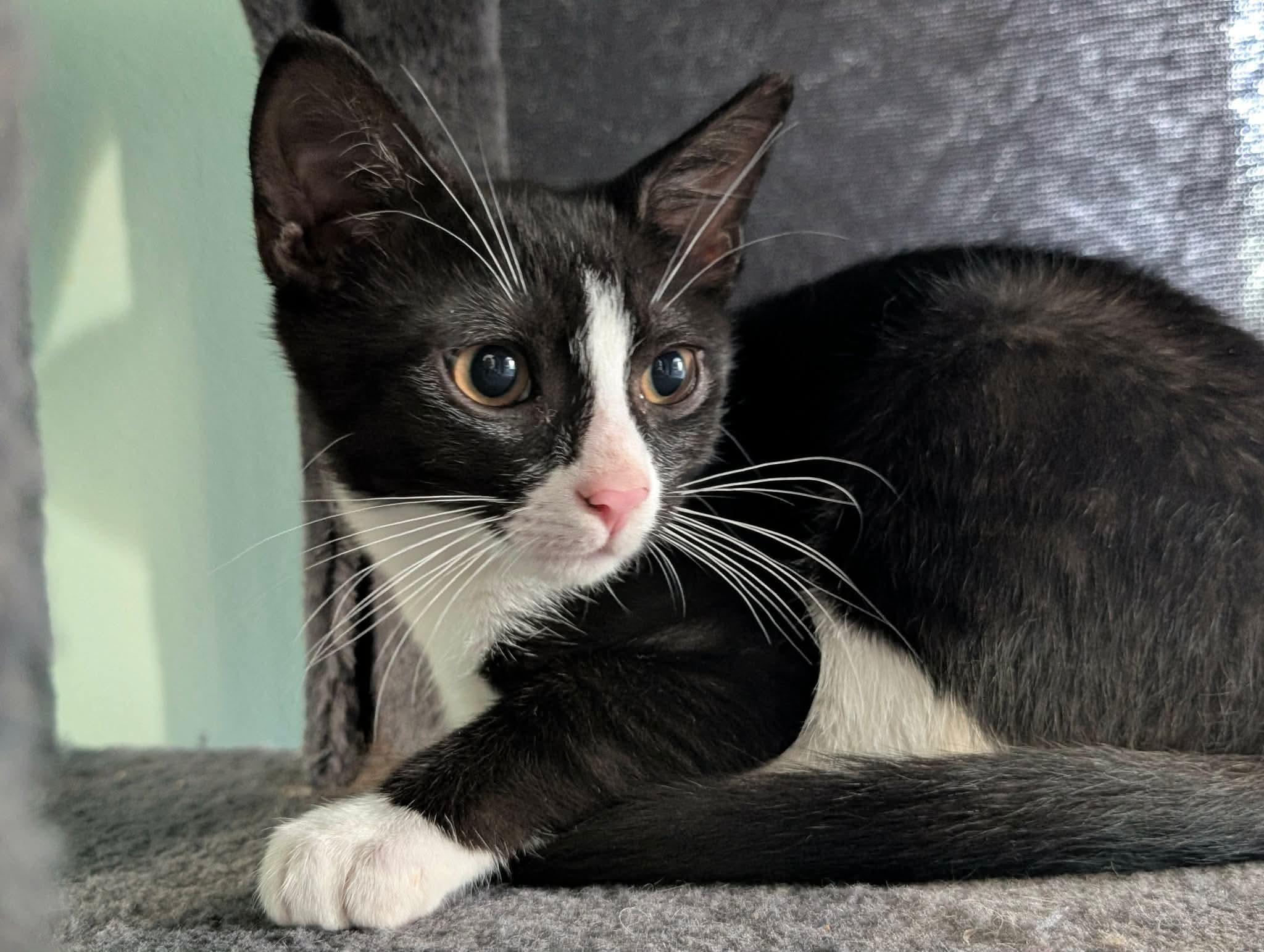 Cosmos, a ADOPTABLE Domestic Short Hair in Bensalem, PA image 3/3