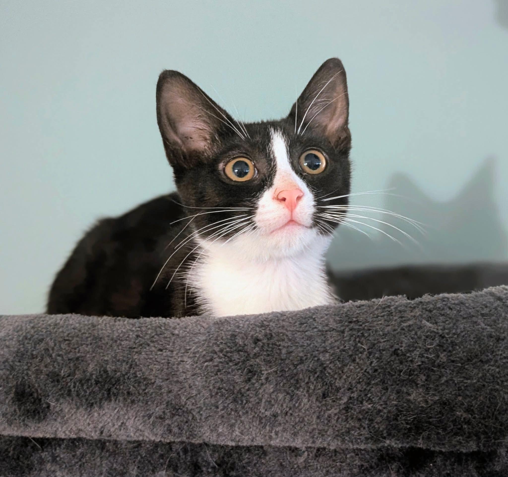 Cosmos, a ADOPTABLE Domestic Short Hair in Bensalem, PA image 1/3