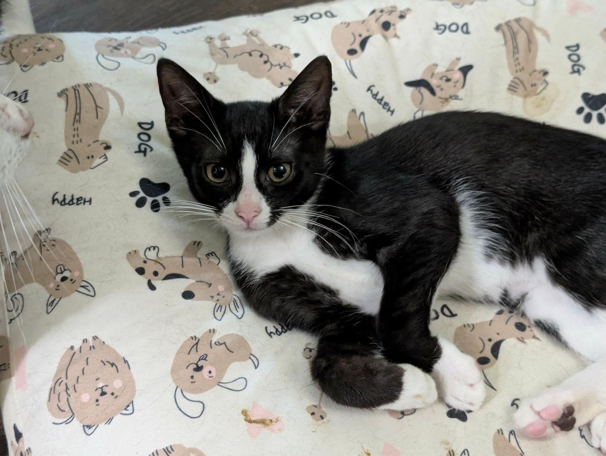 Cosmos, a ADOPTABLE Domestic Short Hair in Bensalem, PA image 2/3