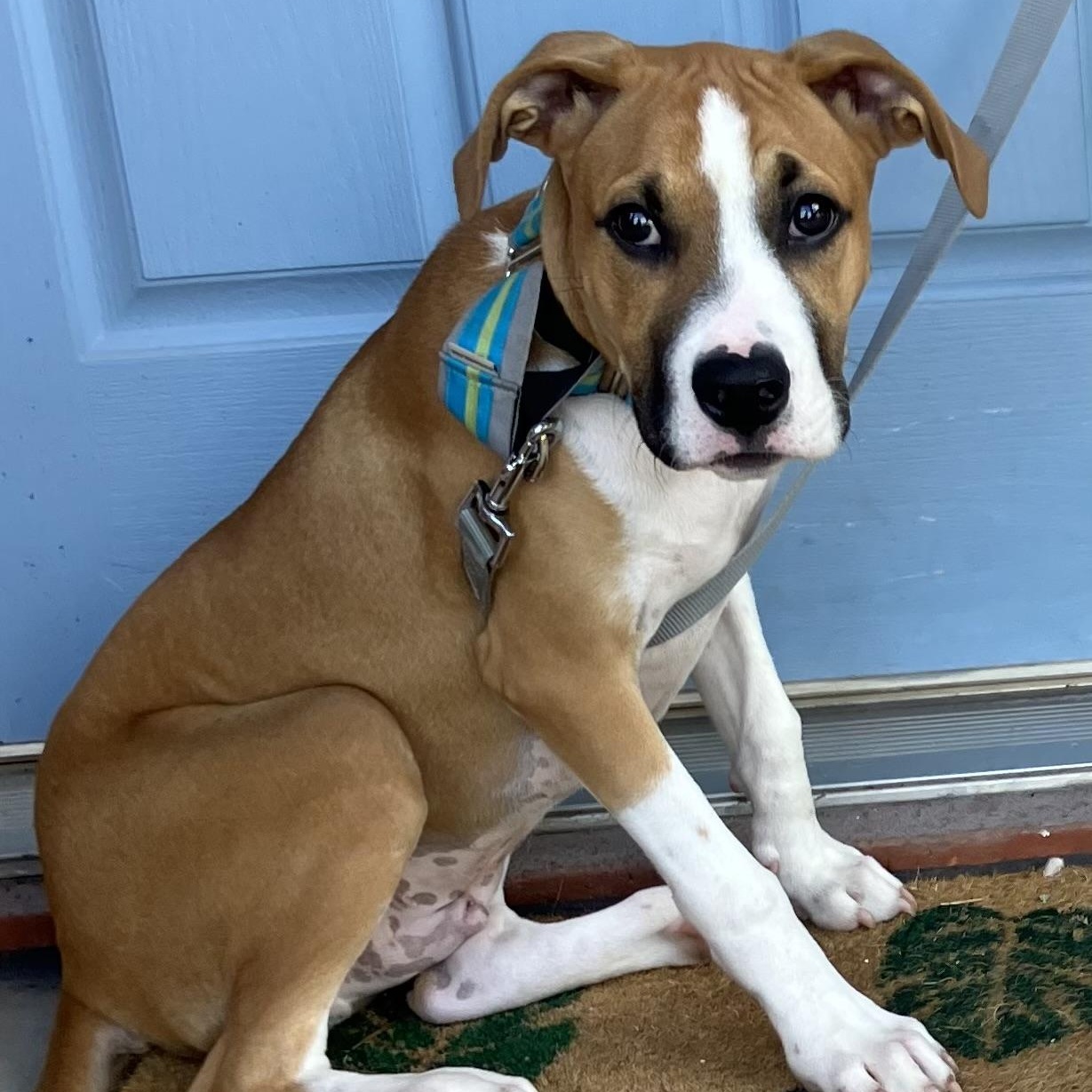 Bo Luke, a Adopted mixed breed in Waukesha , WI image 4/5