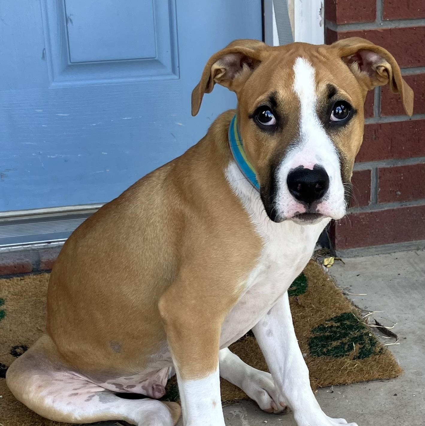 Bo Luke, a Adopted mixed breed in Waukesha , WI image 5/5