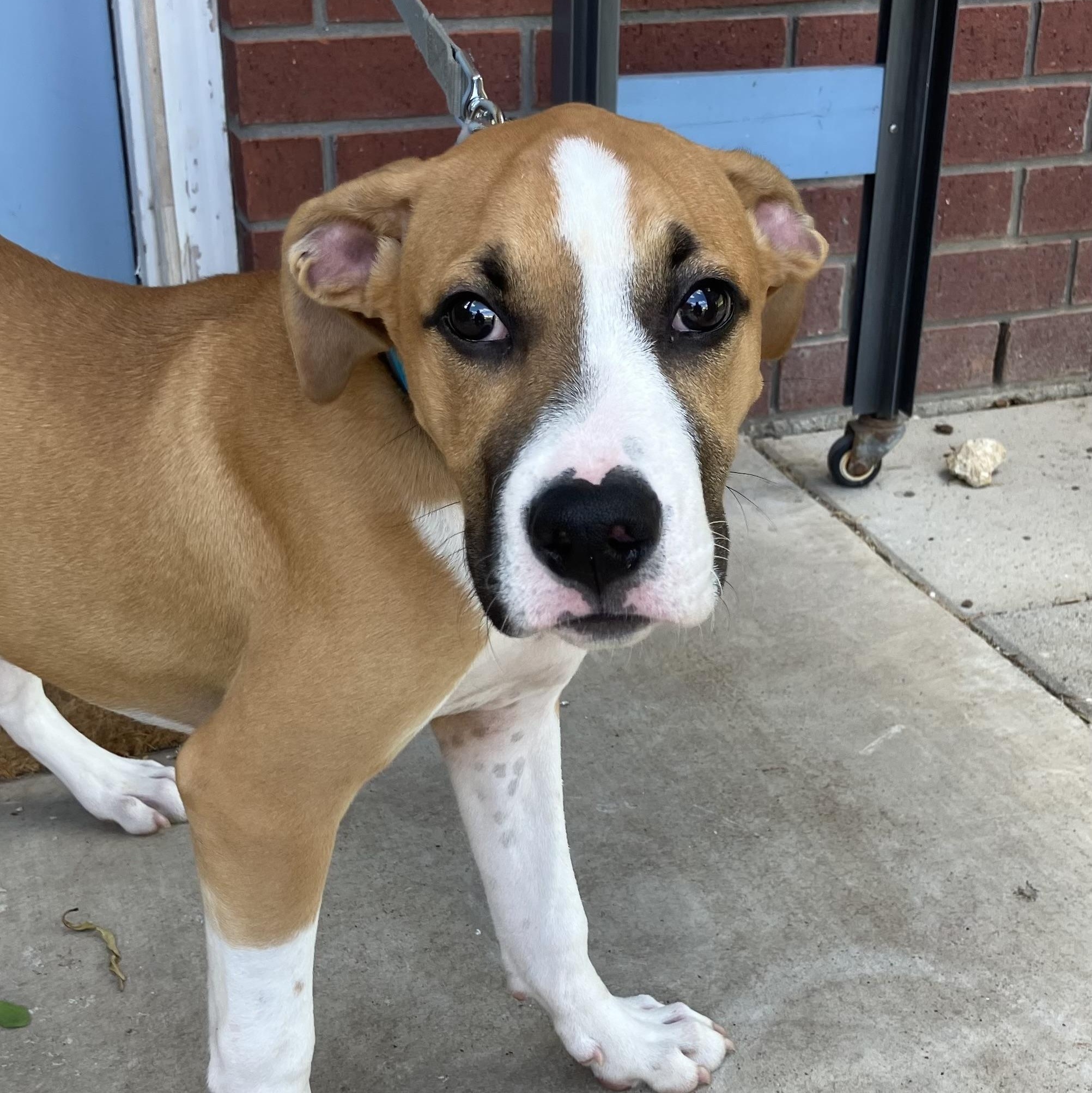 Bo Luke, a Adopted mixed breed in Waukesha , WI image 2/5