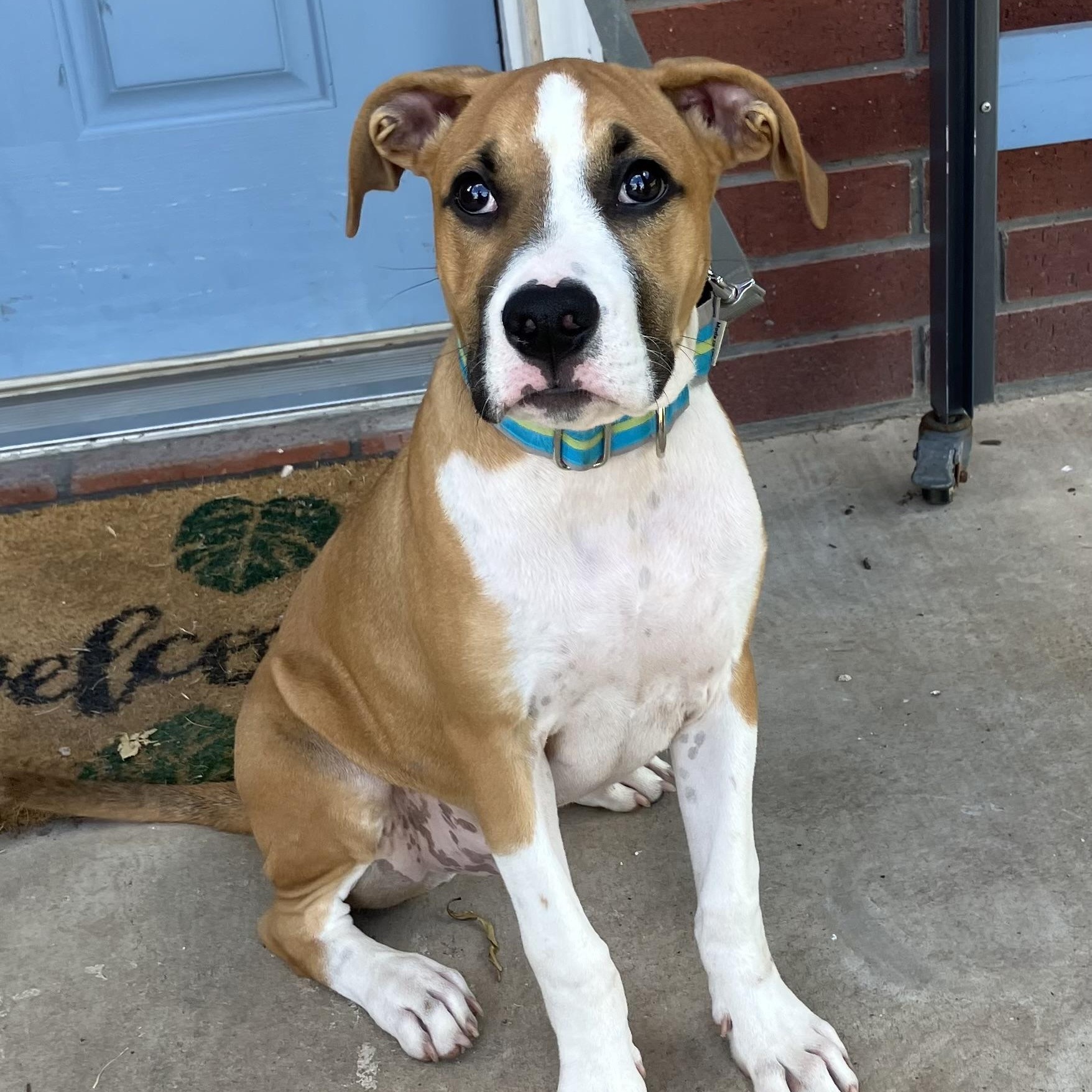 Bo Luke, a Adopted mixed breed in Waukesha , WI image 1/5