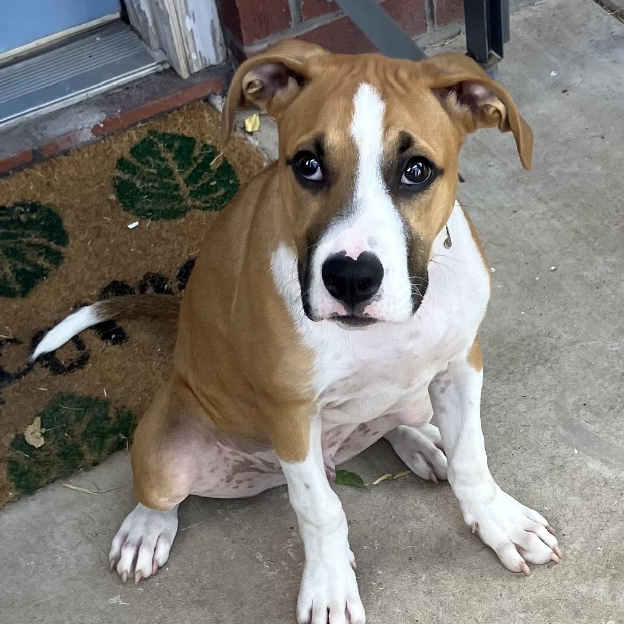 Bo Luke, a Adopted mixed breed in Waukesha , WI image 3/5